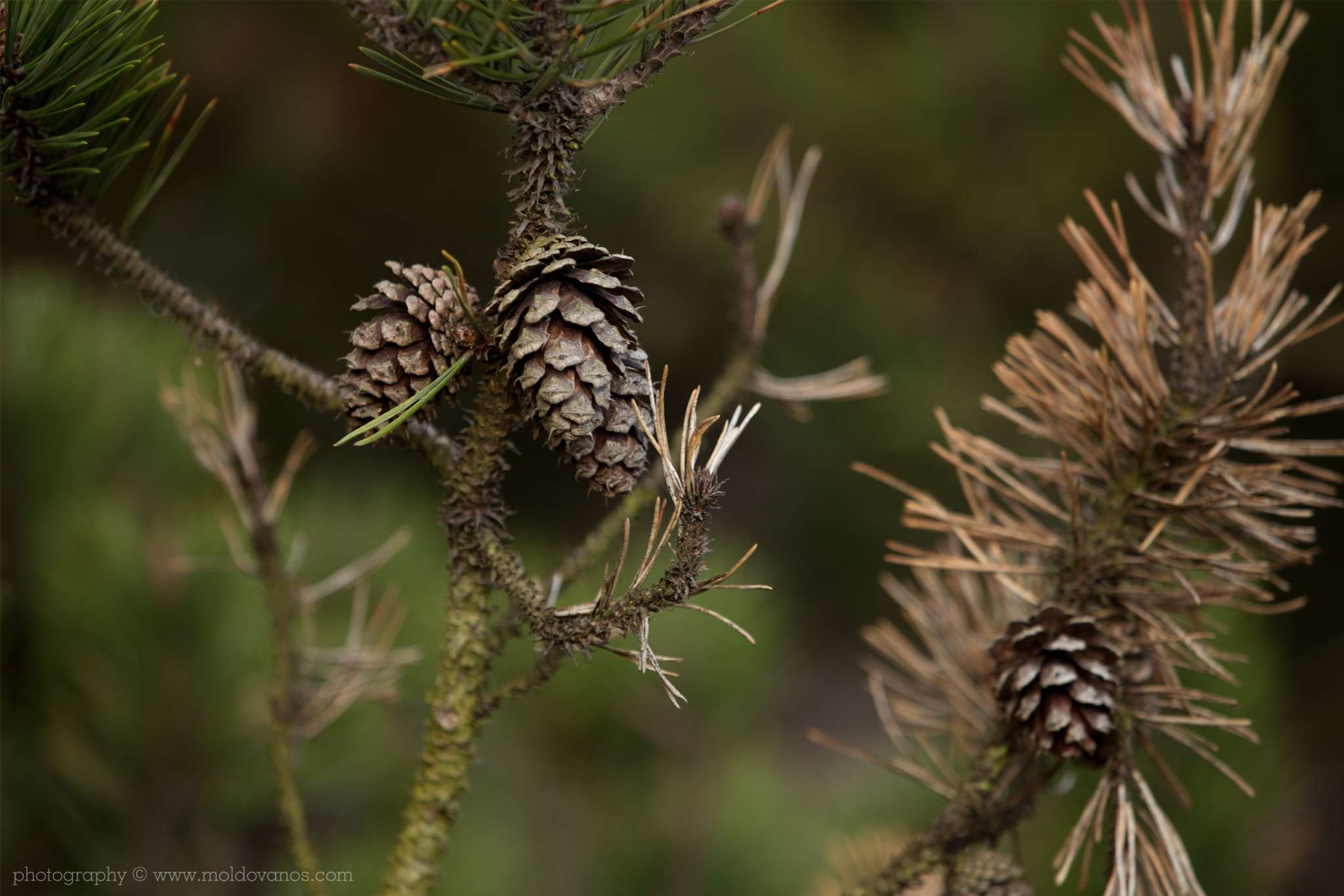 Nature Photography - Photography by Paul Moldovanos © moldovanos.com