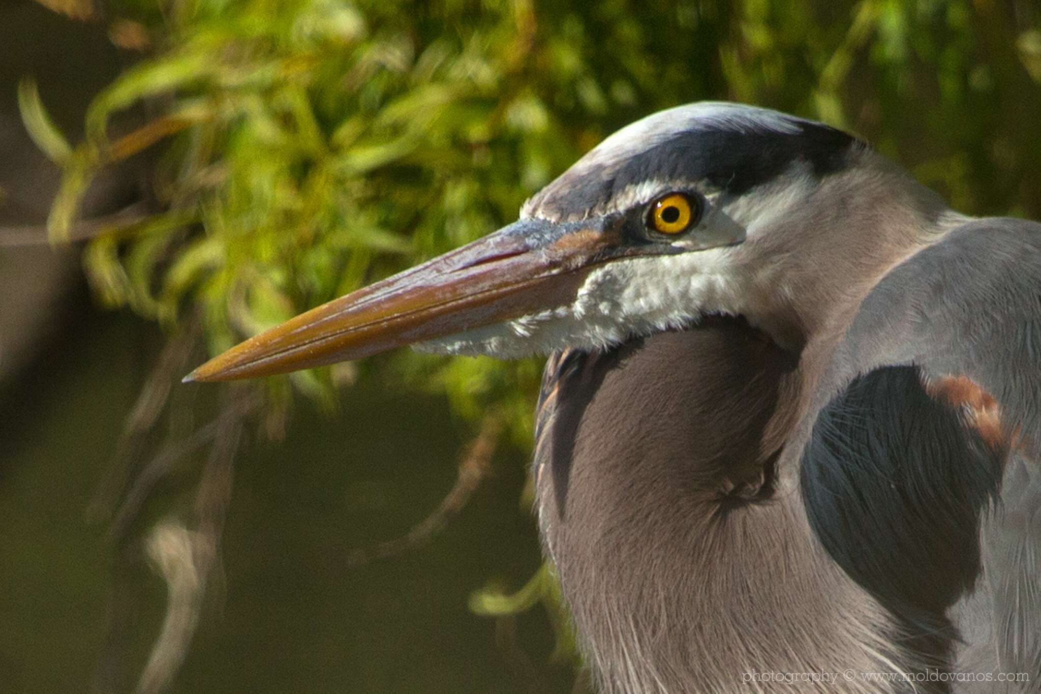 Ambleside Heron - Nature Photography - Photography by Paul Moldovanos © moldovanos.com