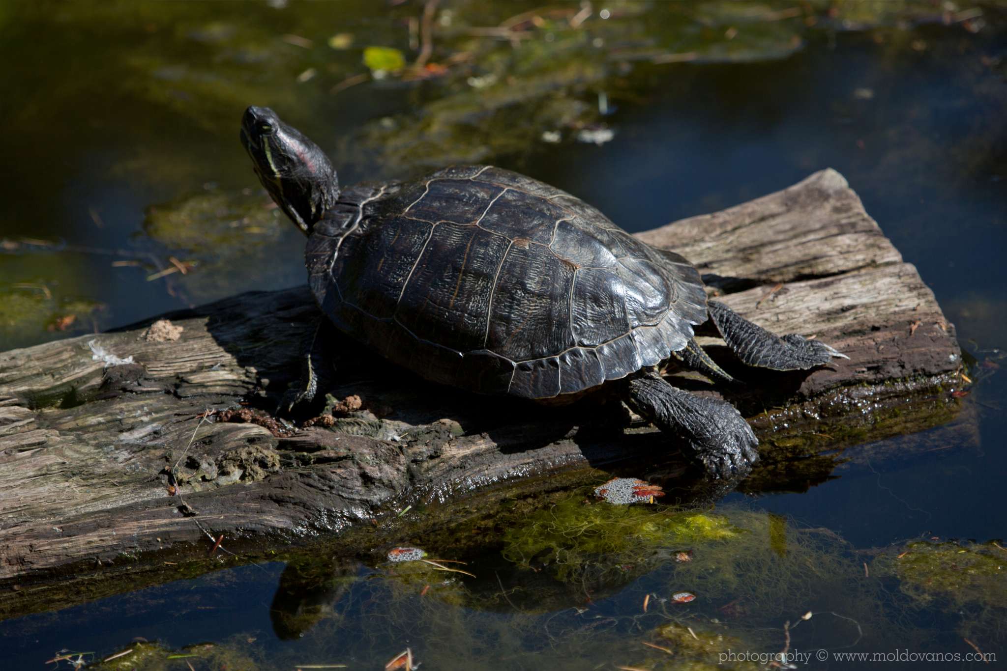 Ambleside Turtle - Nature Photography - Photography by Paul Moldovanos © moldovanos.com