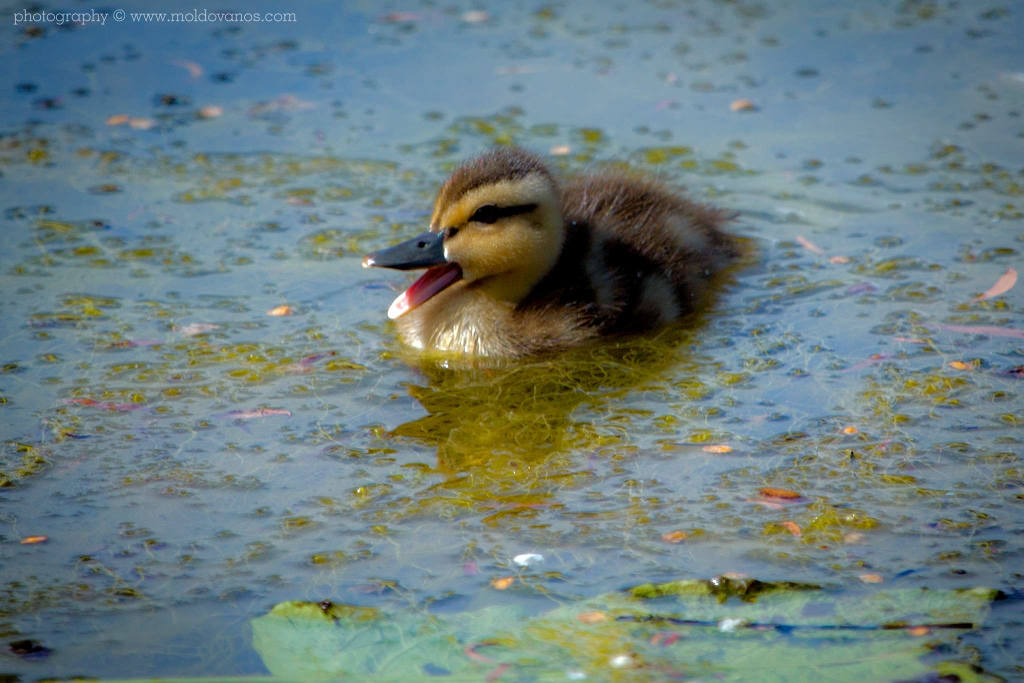 Ambleside Duckling- Nature Photography - Photography by Paul Moldovanos © moldovanos.com