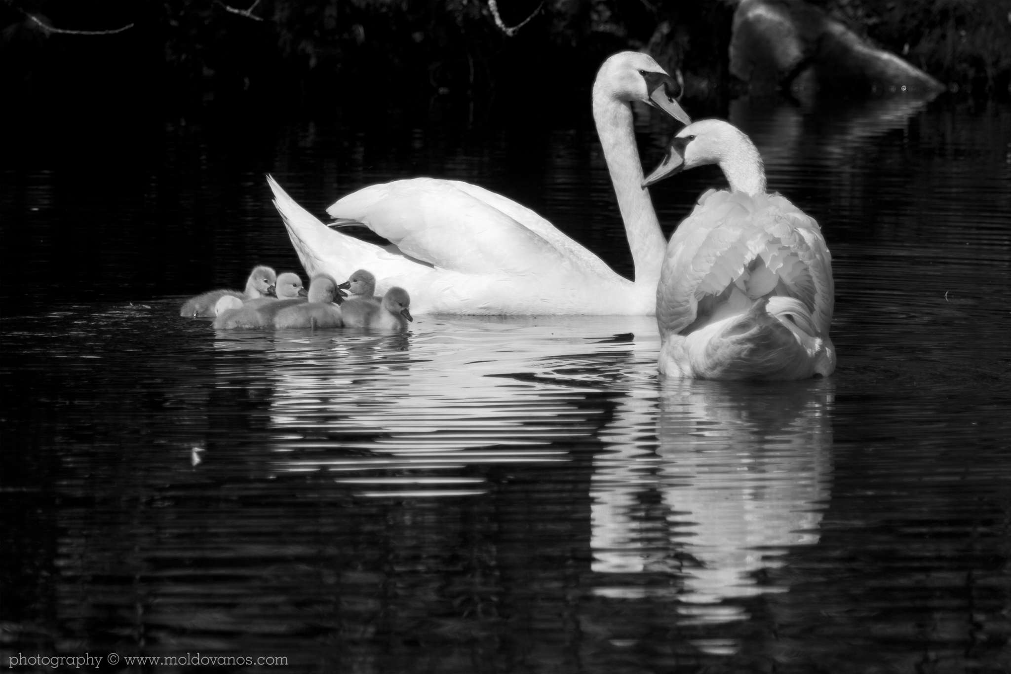 Ambleside Swan Family- Nature Photography - Photography by Paul Moldovanos © moldovanos.com