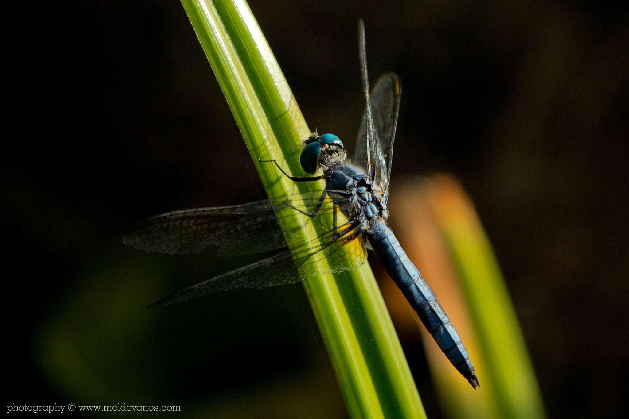 Nature Photography - Photography by Paul Moldovanos © moldovanos.com