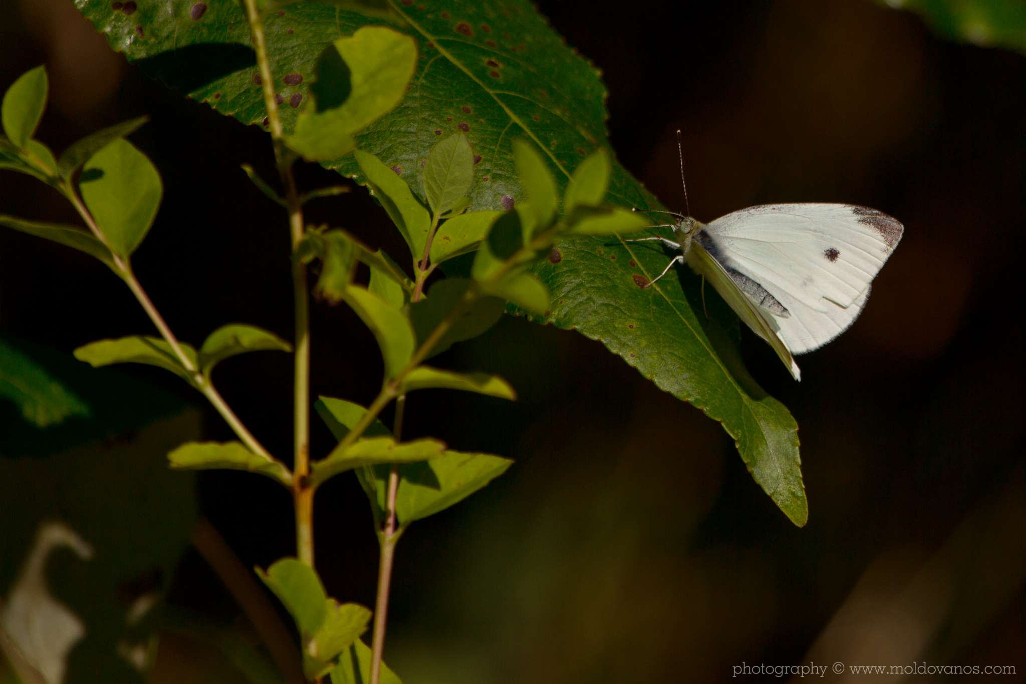 Nature Photography - Photography by Paul Moldovanos © moldovanos.com