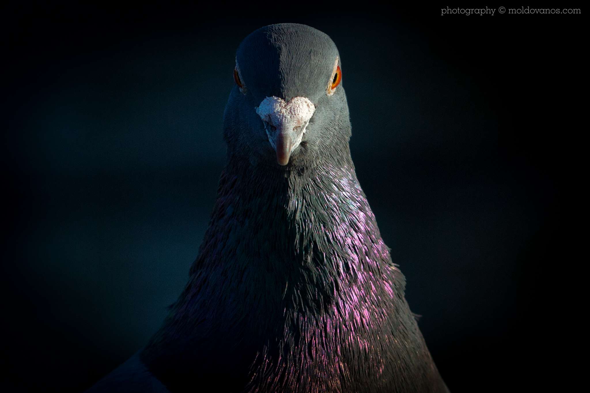 Pigeon Portrait- Nature Photography - Photography by Paul Moldovanos © moldovanos.com