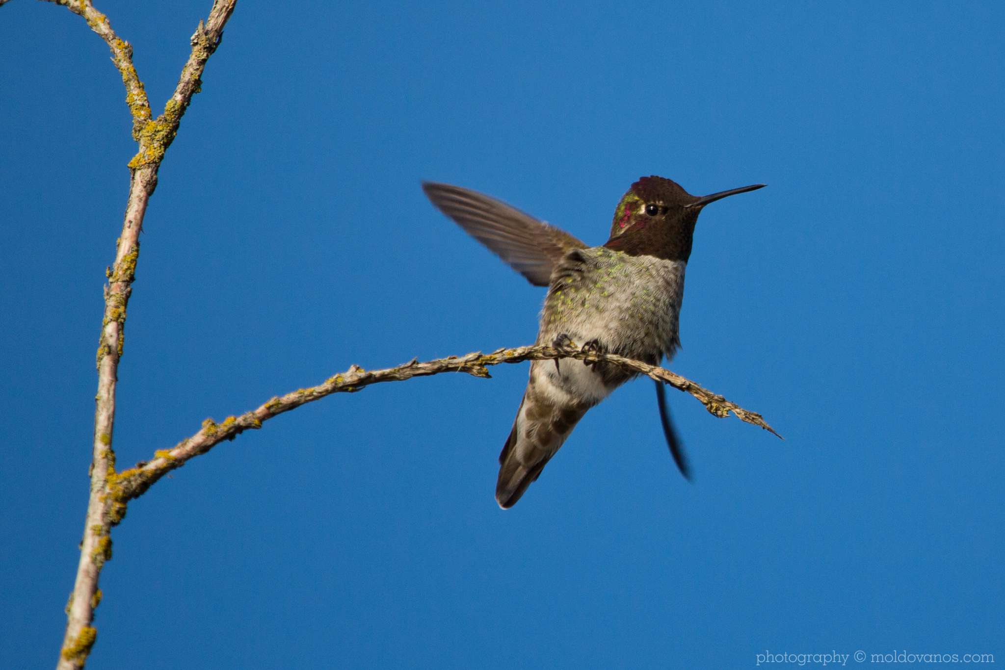 Hummingbird- Nature Photography - Photography by Paul Moldovanos © moldovanos.com
