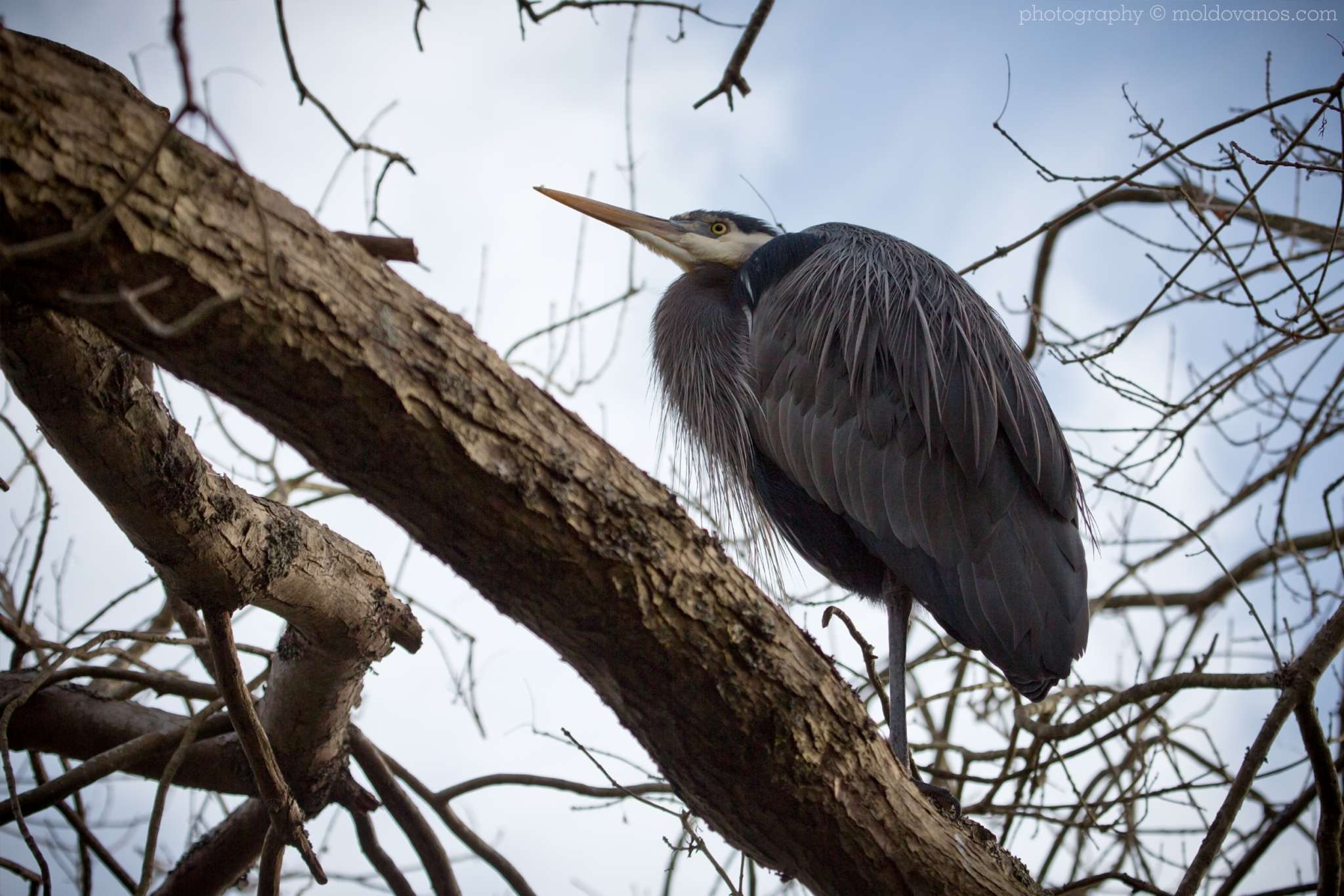 Nature and Wildlife Photography by Paul Moldovanos
