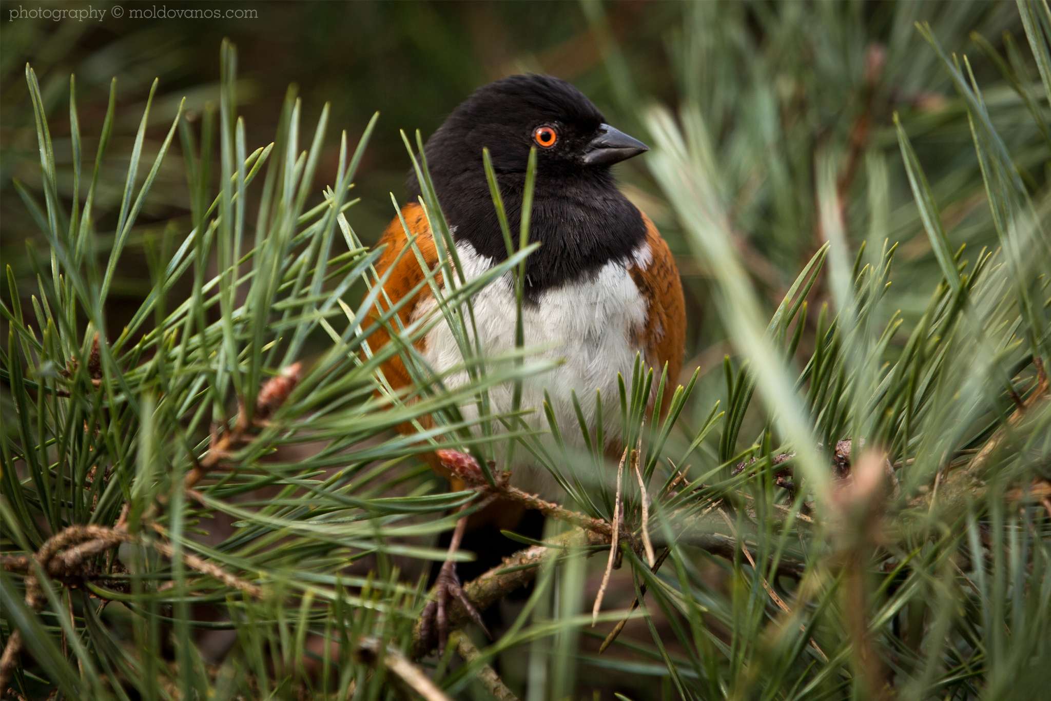 Nature Wildlife Photography by Paul Moldovanos