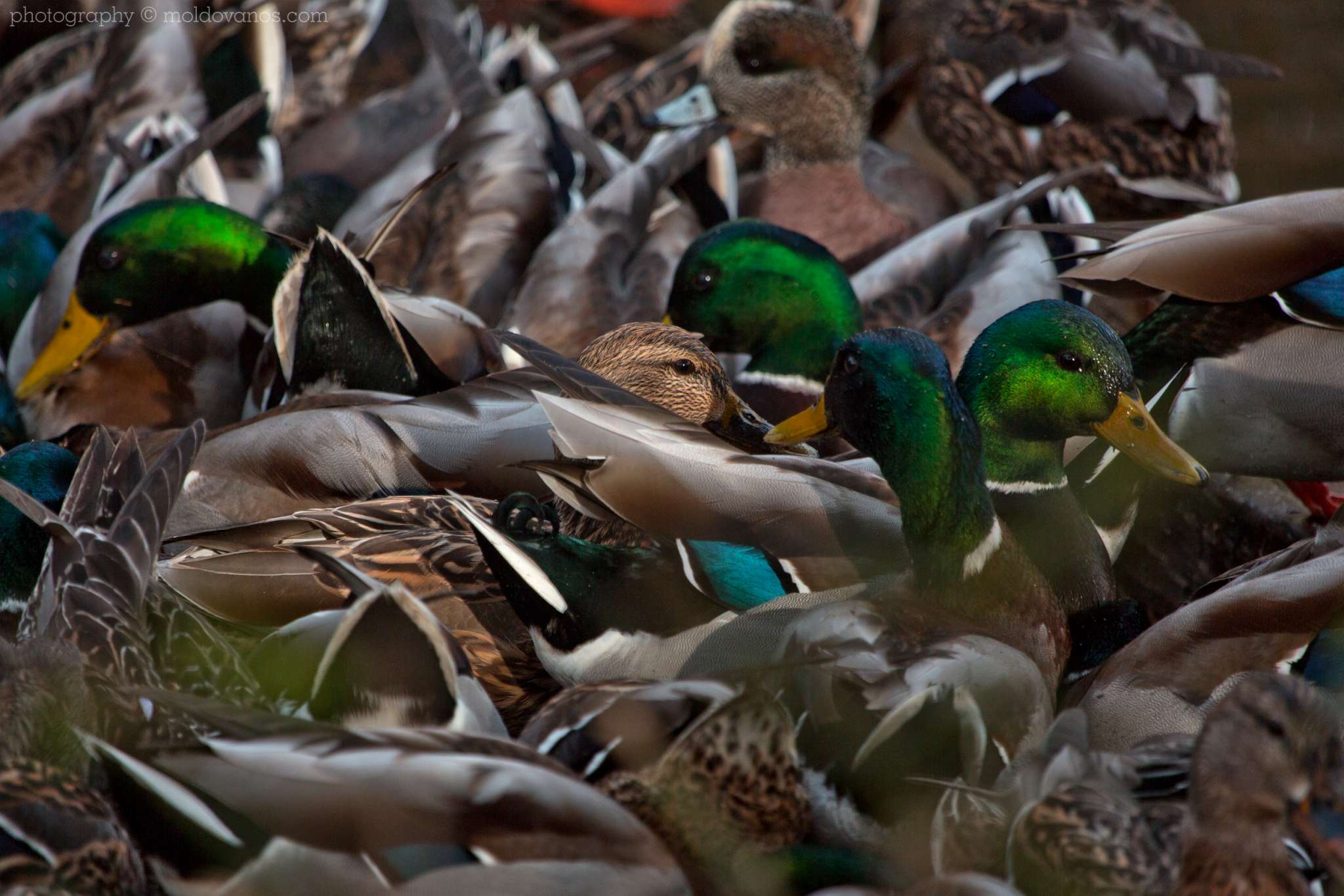 Nature photography by Paul Moldovanos