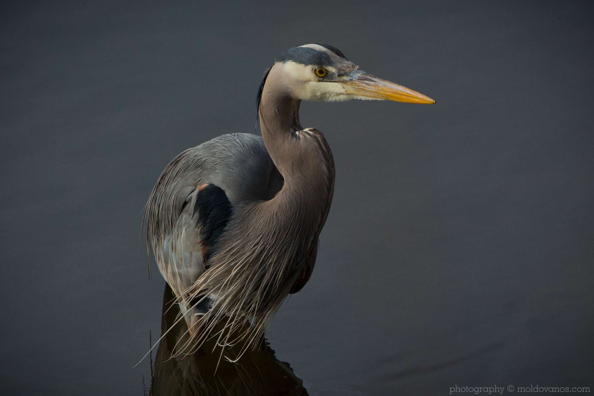 Nature and Wildlife photography by Paul Moldovanos