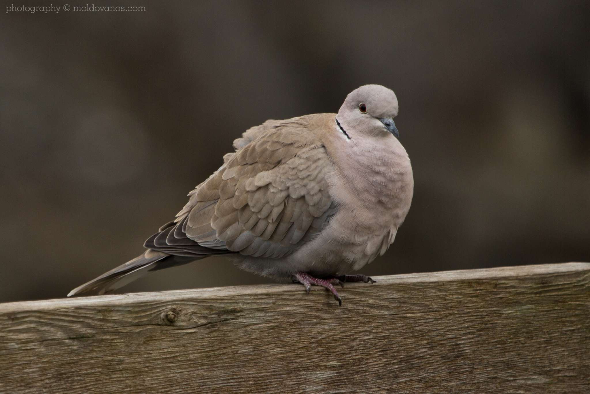Nature Photography - Photography by Paul Moldovanos © moldovanos.com