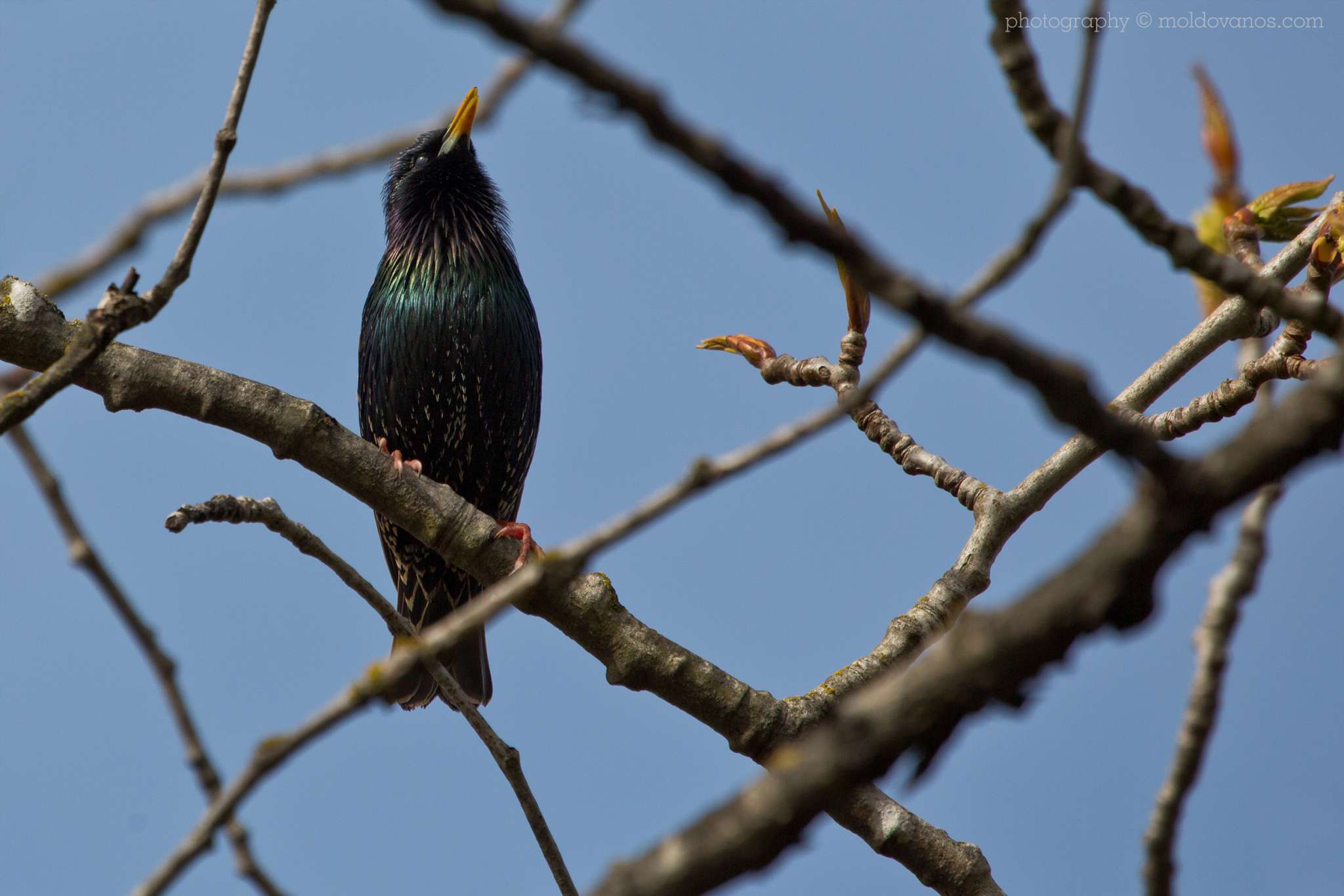 Nature Photography - Photography by Paul Moldovanos © moldovanos.com