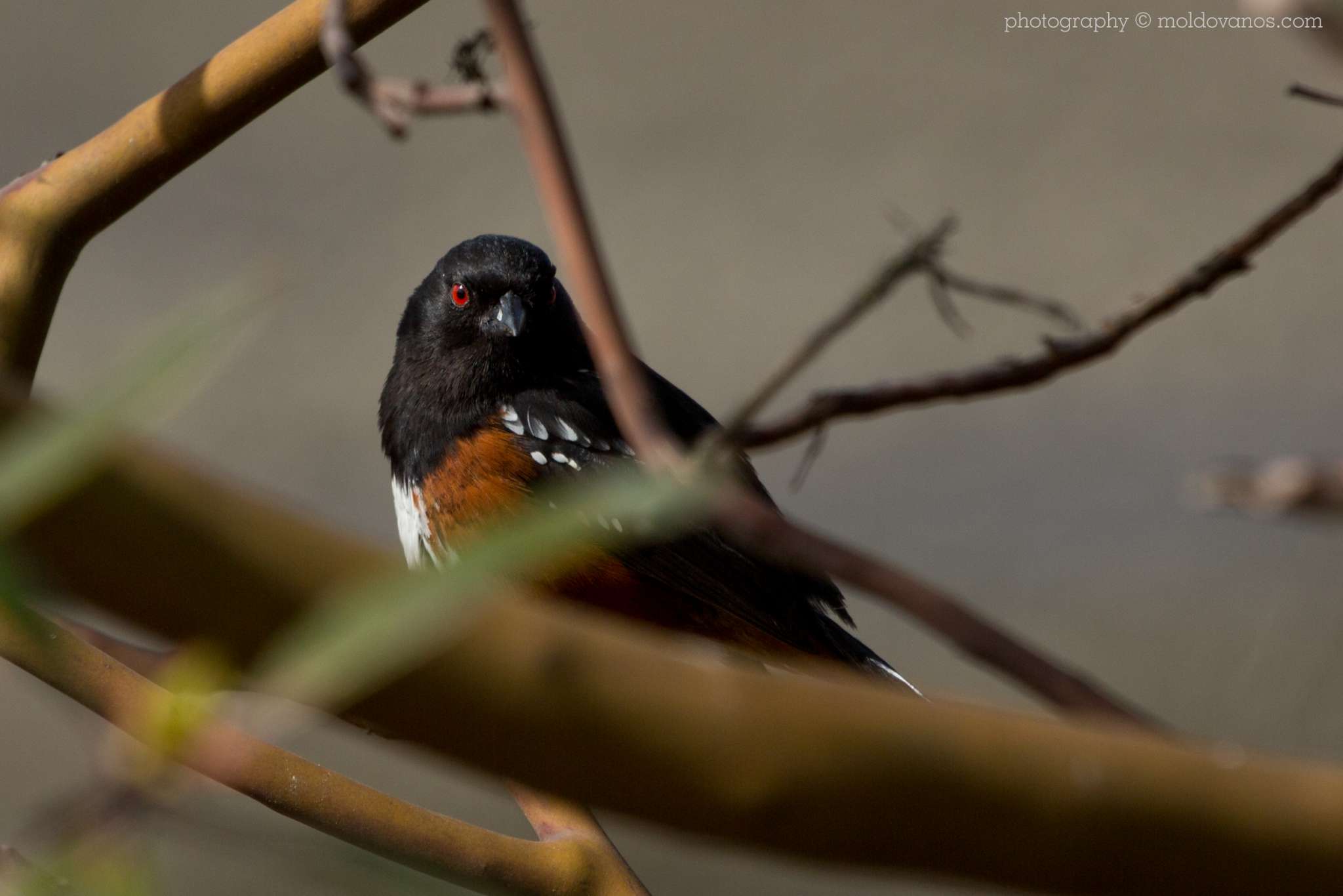 Spotted Towee- Nature Photography - Photography by Paul Moldovanos © moldovanos.com