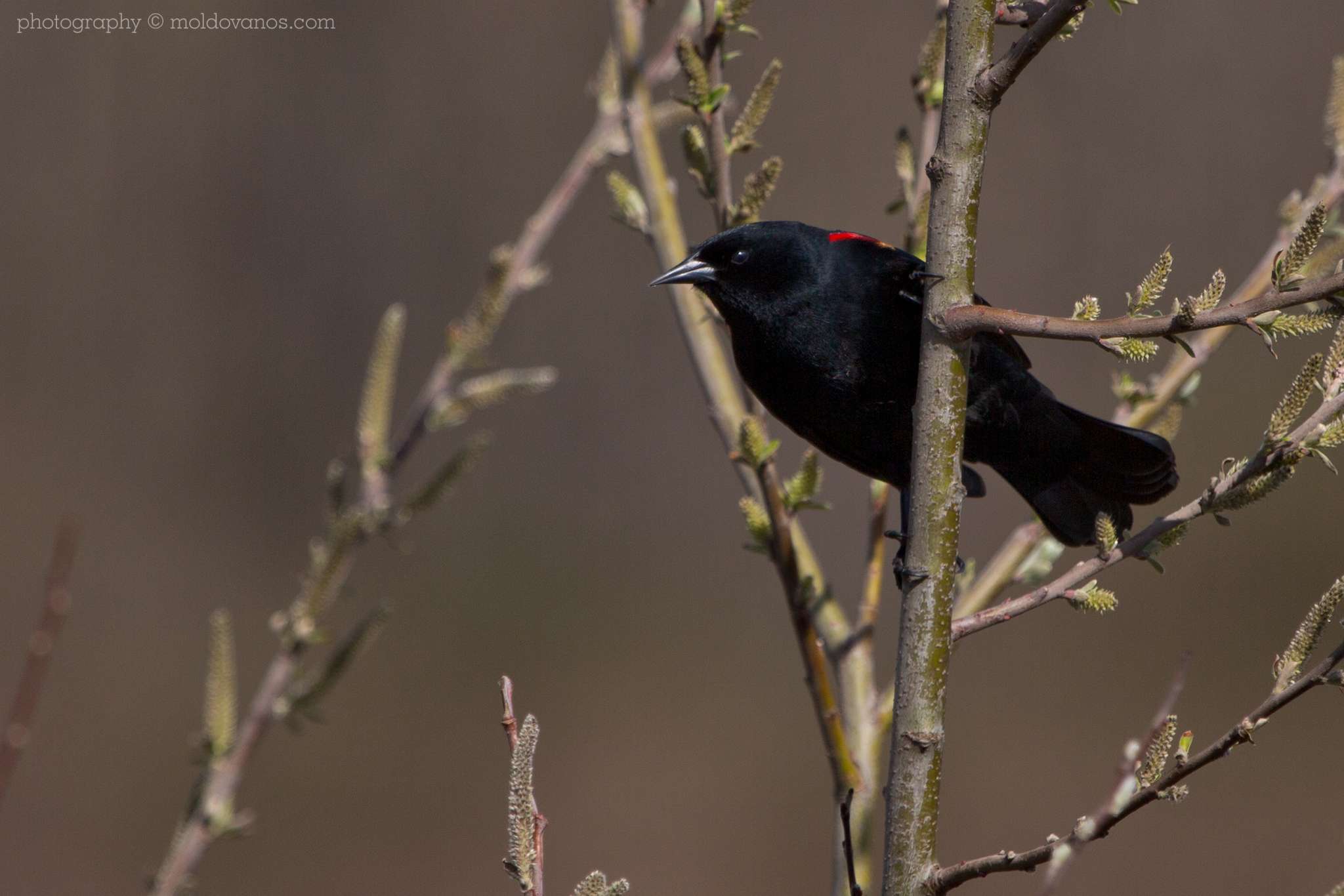 Nature Photography - Photography by Paul Moldovanos © moldovanos.com