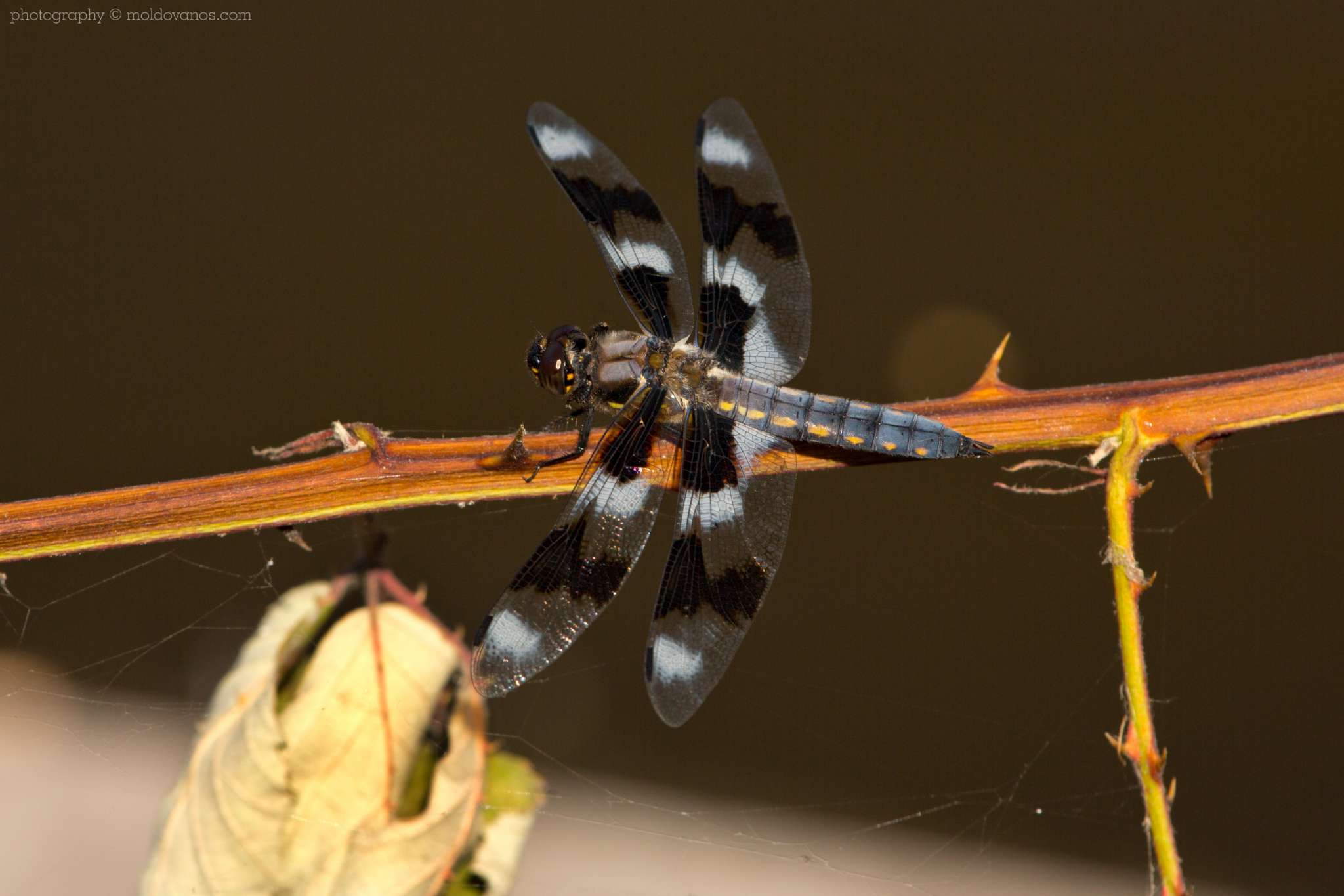 Nature Photography - Photography by Paul Moldovanos © moldovanos.com