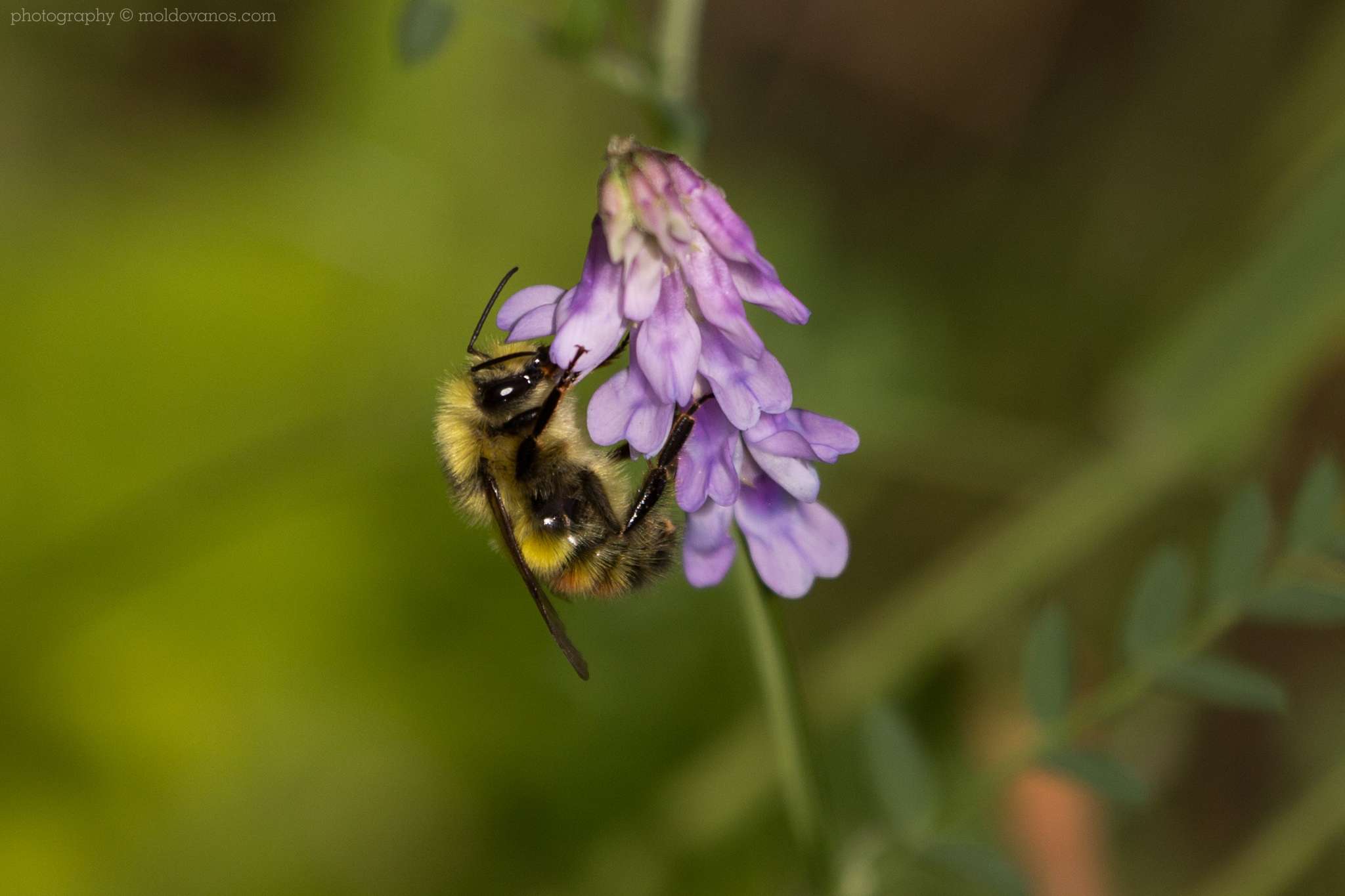 Nature Photography - Photography by Paul Moldovanos © moldovanos.com