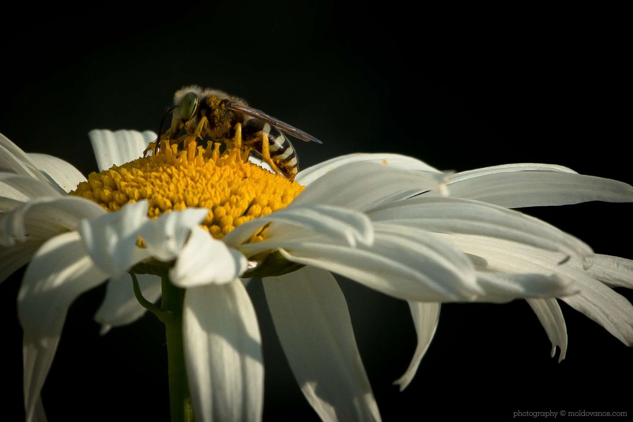 Nature Photography - Photography by Paul Moldovanos © moldovanos.com