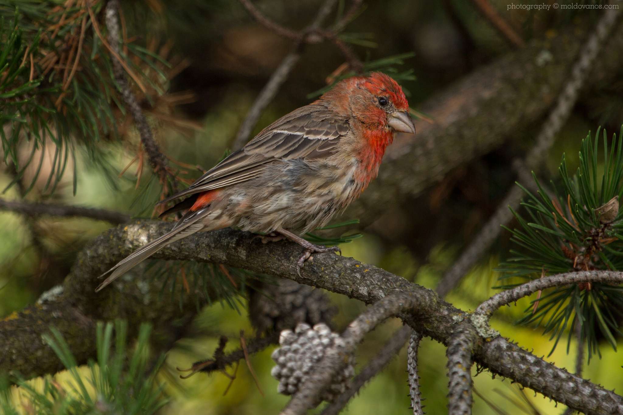 Nature Photography - Photography by Paul Moldovanos © moldovanos.com