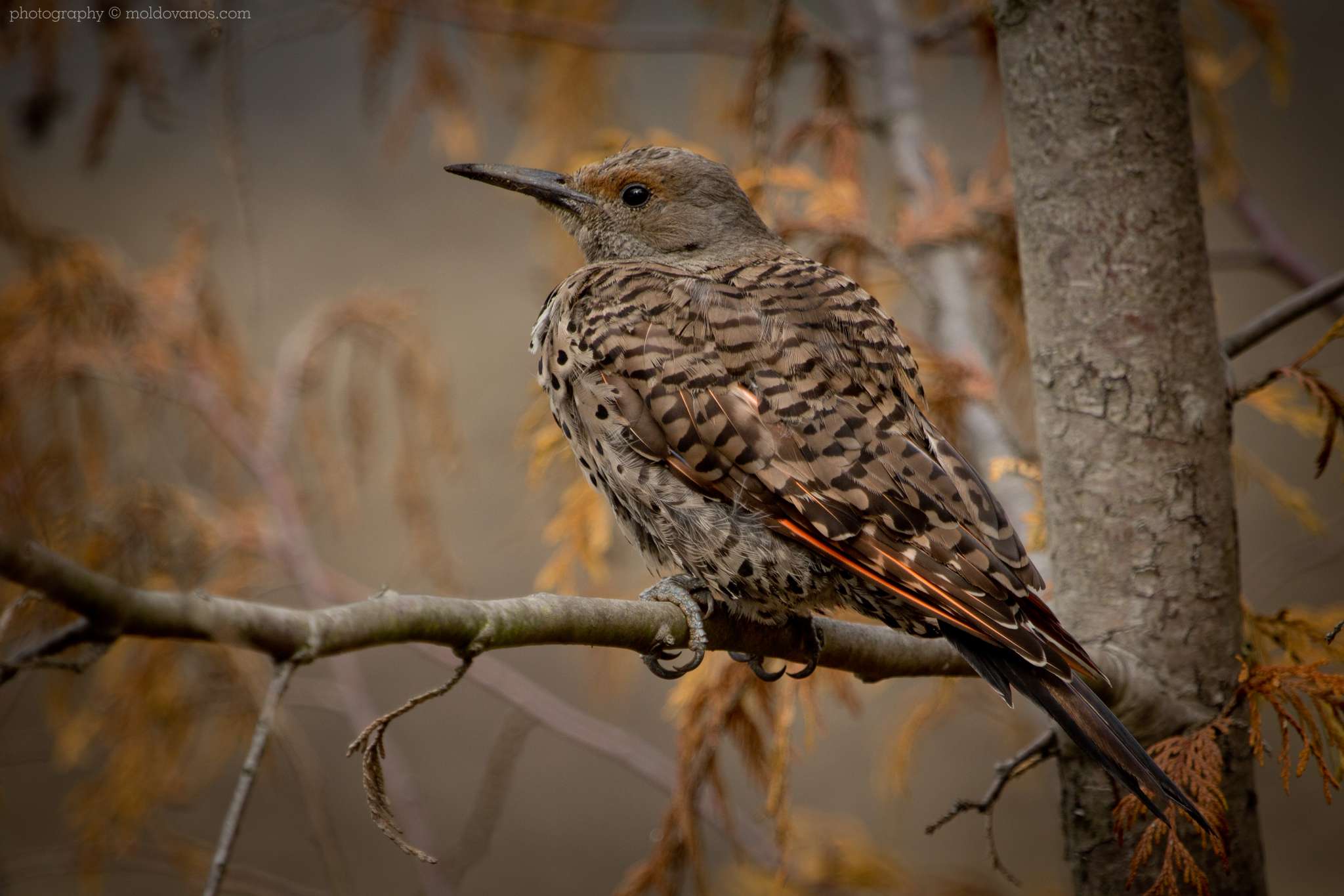 Nature Photography - Photography by Paul Moldovanos © moldovanos.com