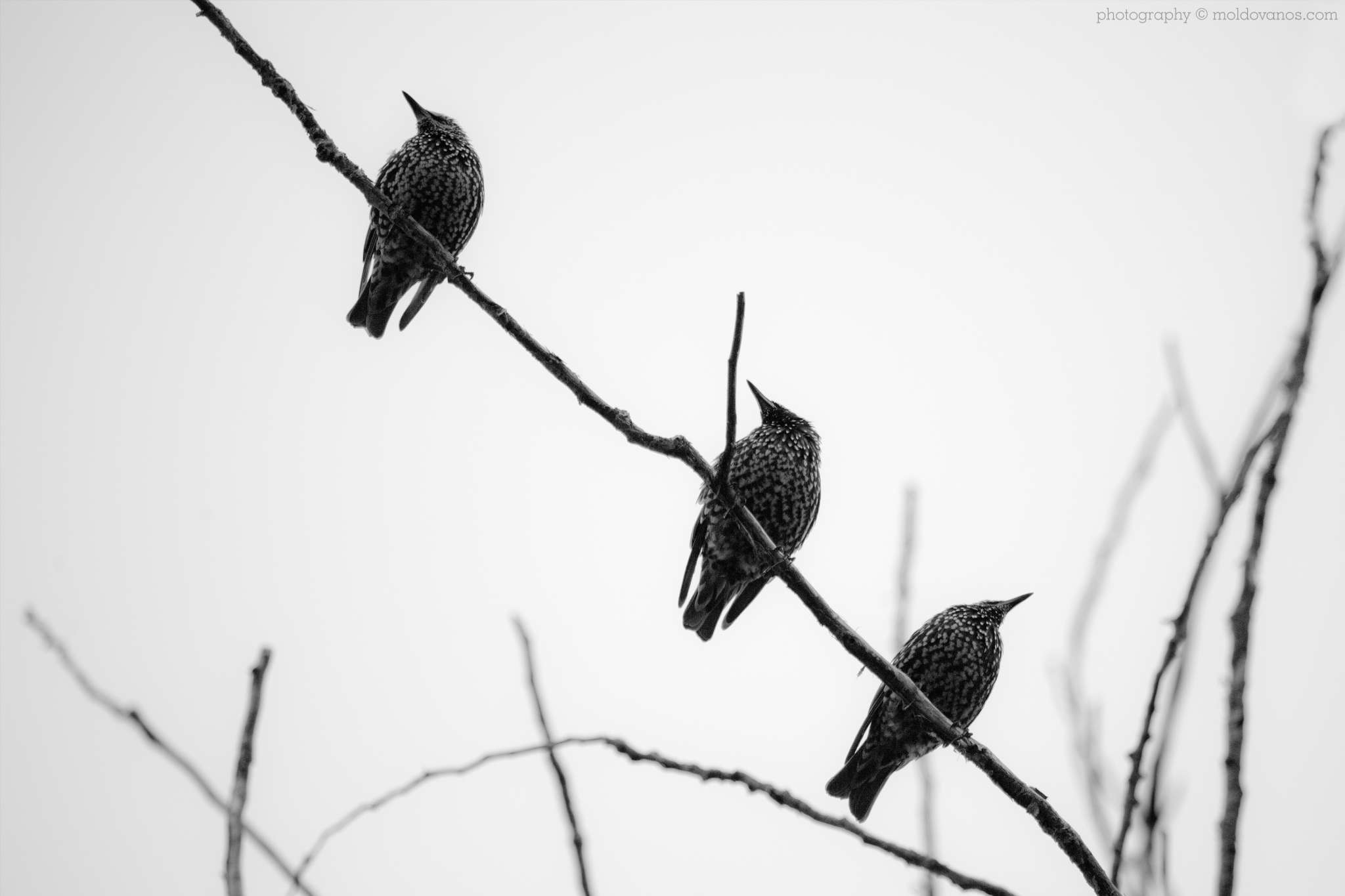 Nature Photography - Photography by Paul Moldovanos © moldovanos.com