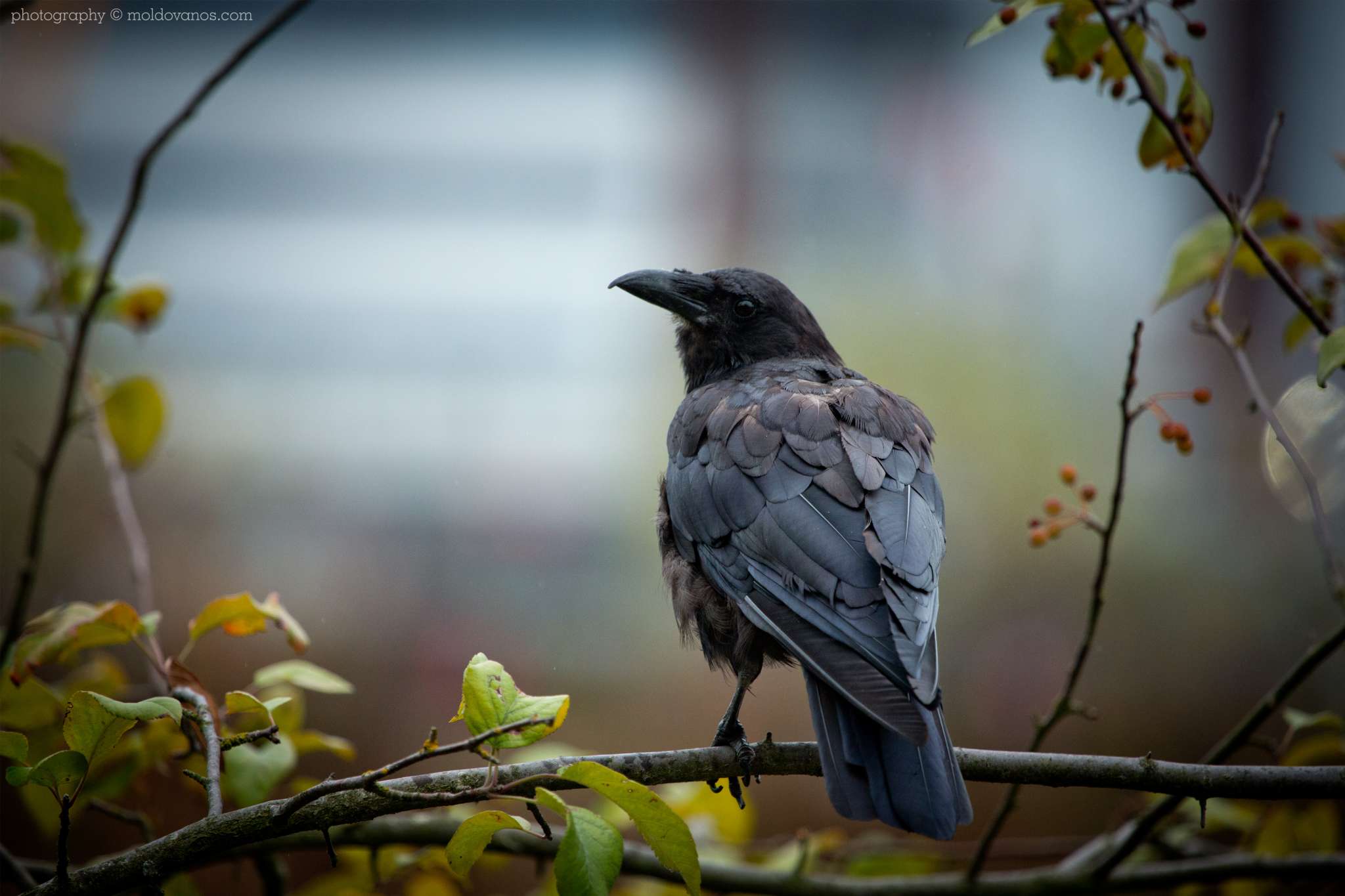 Nature Photography - Photography by Paul Moldovanos © moldovanos.com