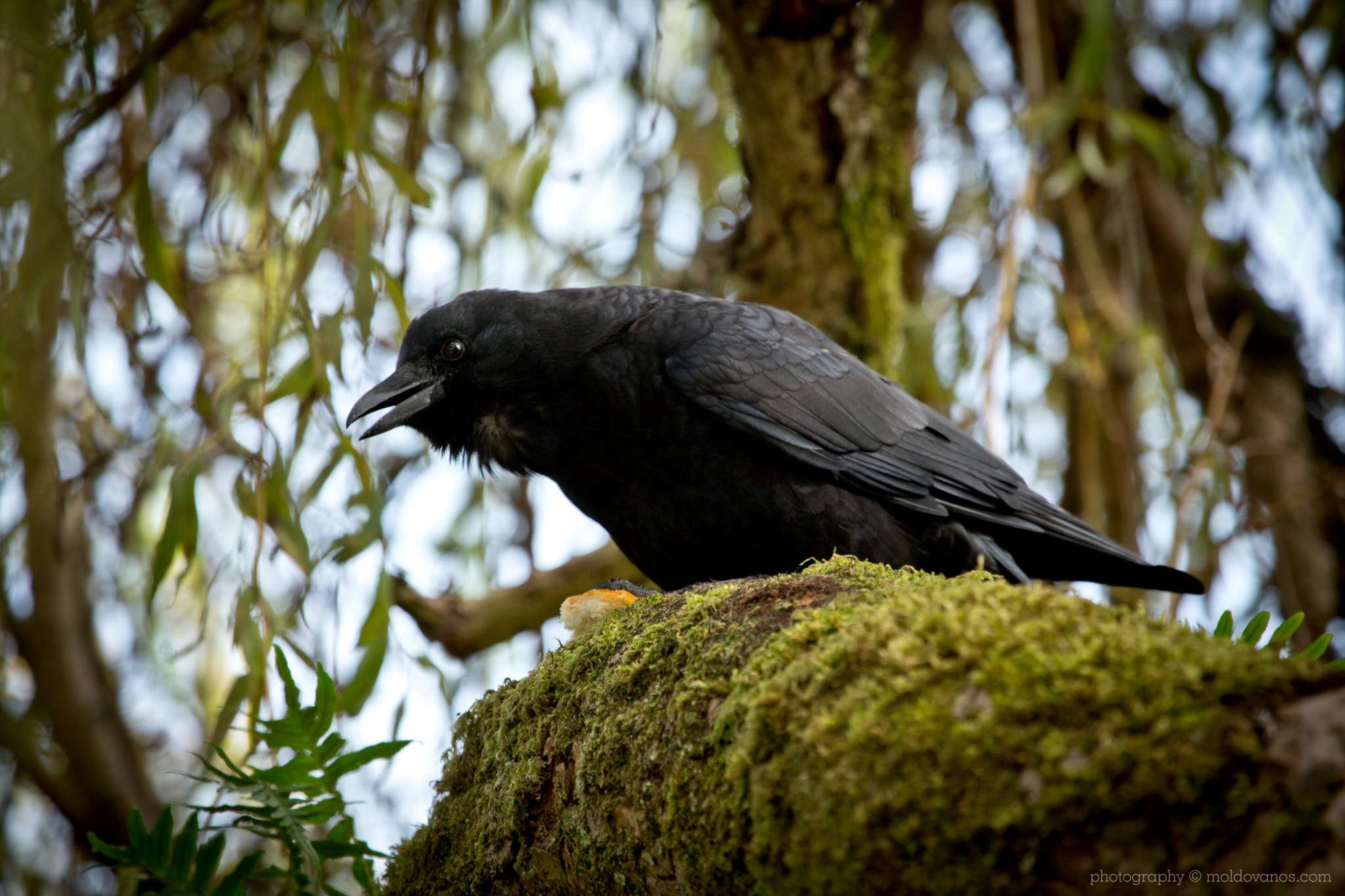 Nature Photography - Photography by Paul Moldovanos © moldovanos.com