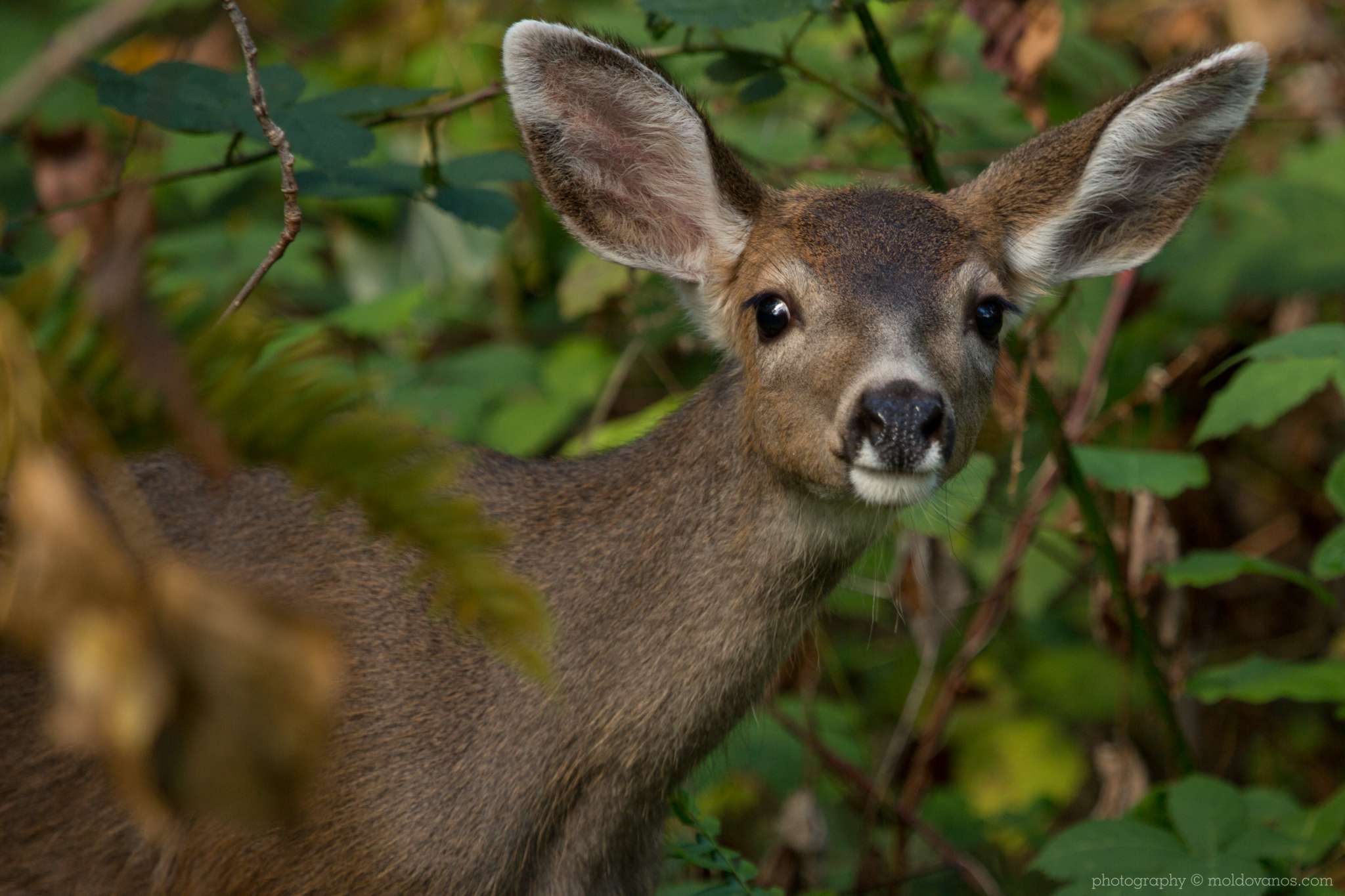 Nature Photography - Photography by Paul Moldovanos © moldovanos.com