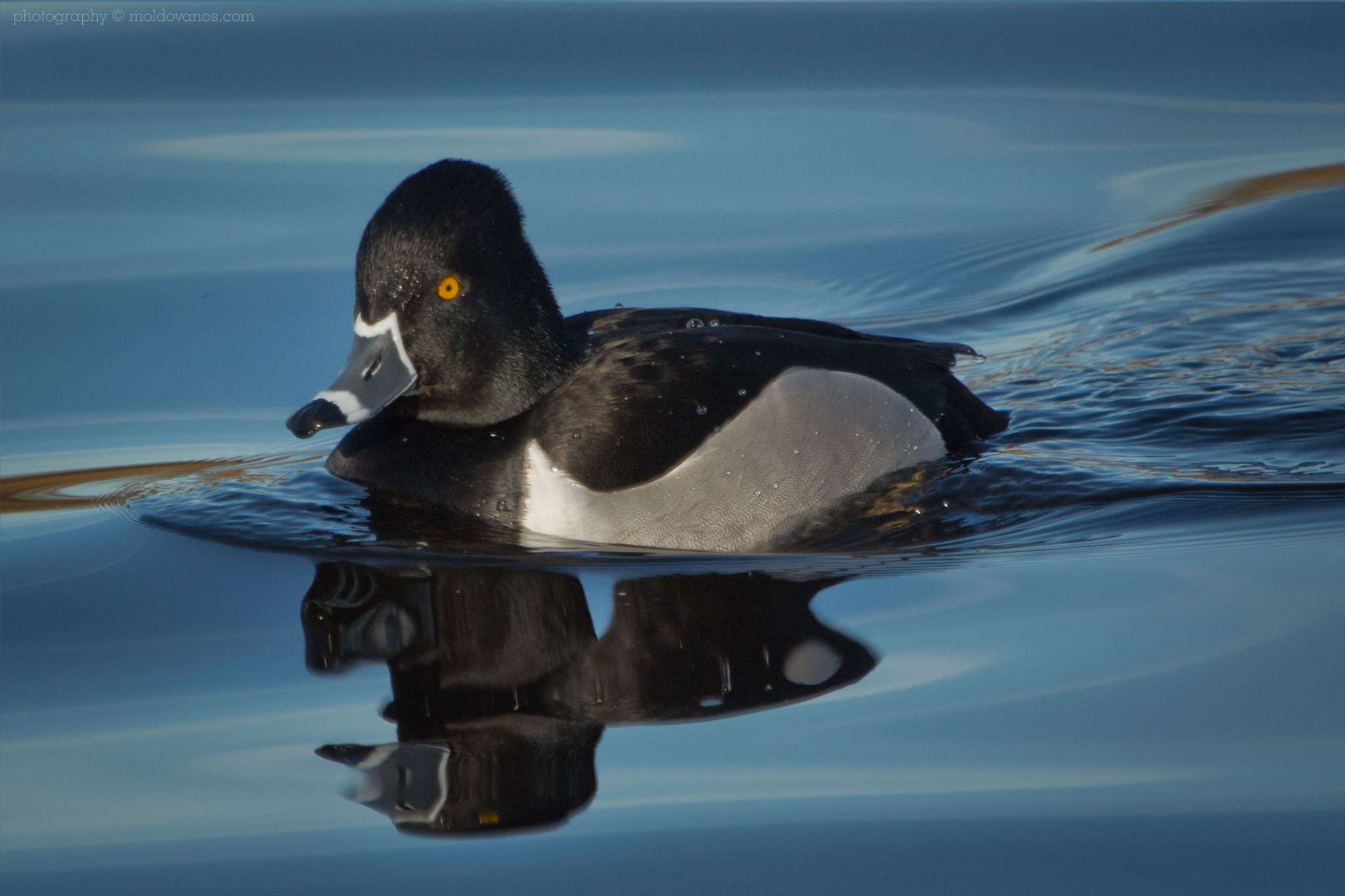 Nature Photography - Photography by Paul Moldovanos © moldovanos.com