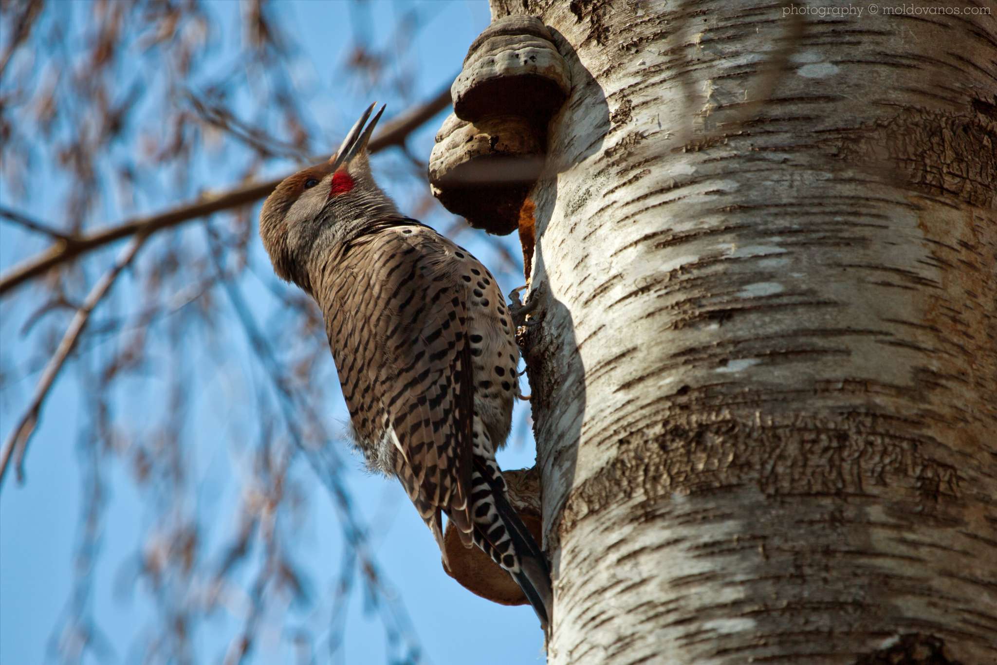 Nature Photography - Photography by Paul Moldovanos © moldovanos.com