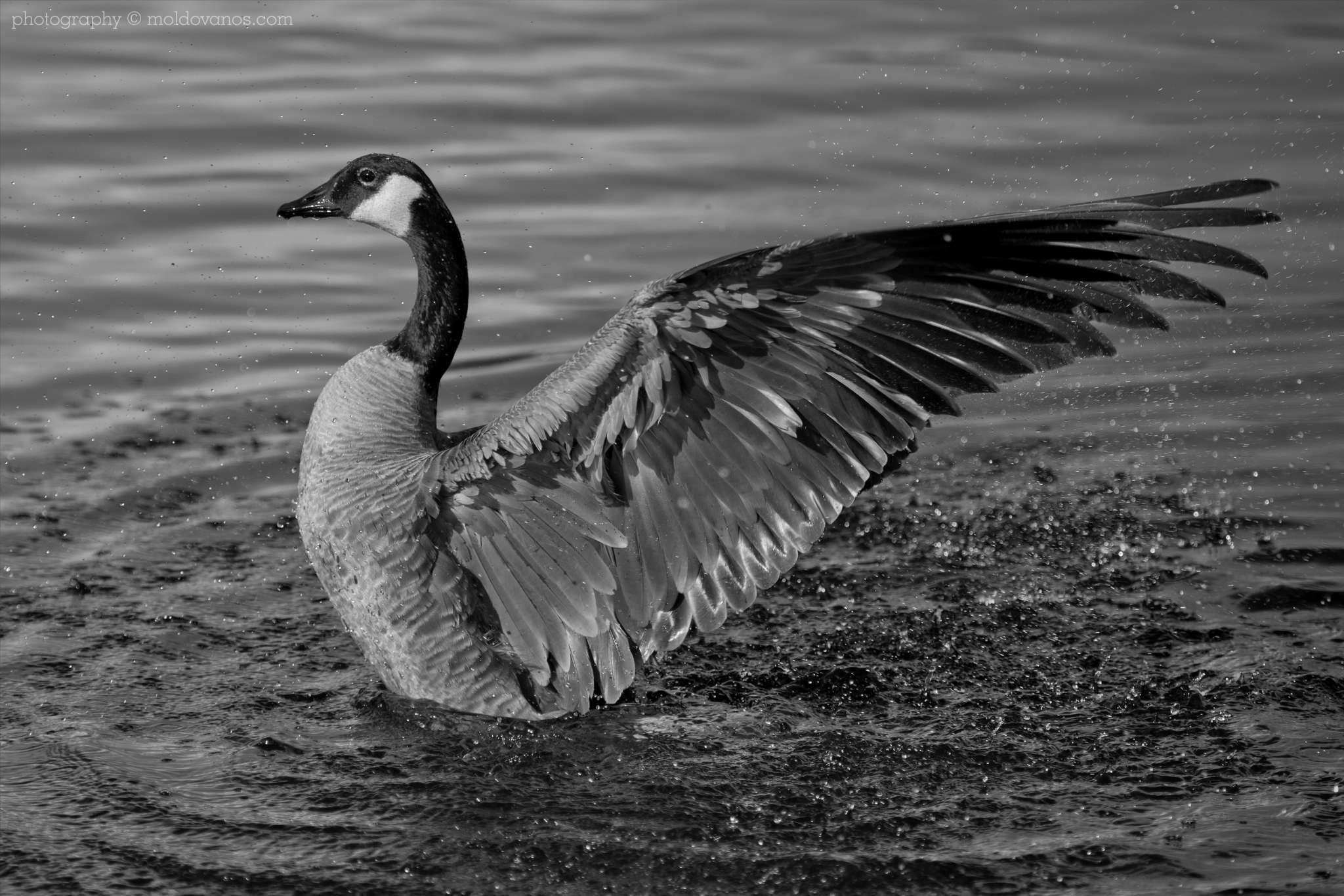 Nature Photography - Photography by Paul Moldovanos © moldovanos.com