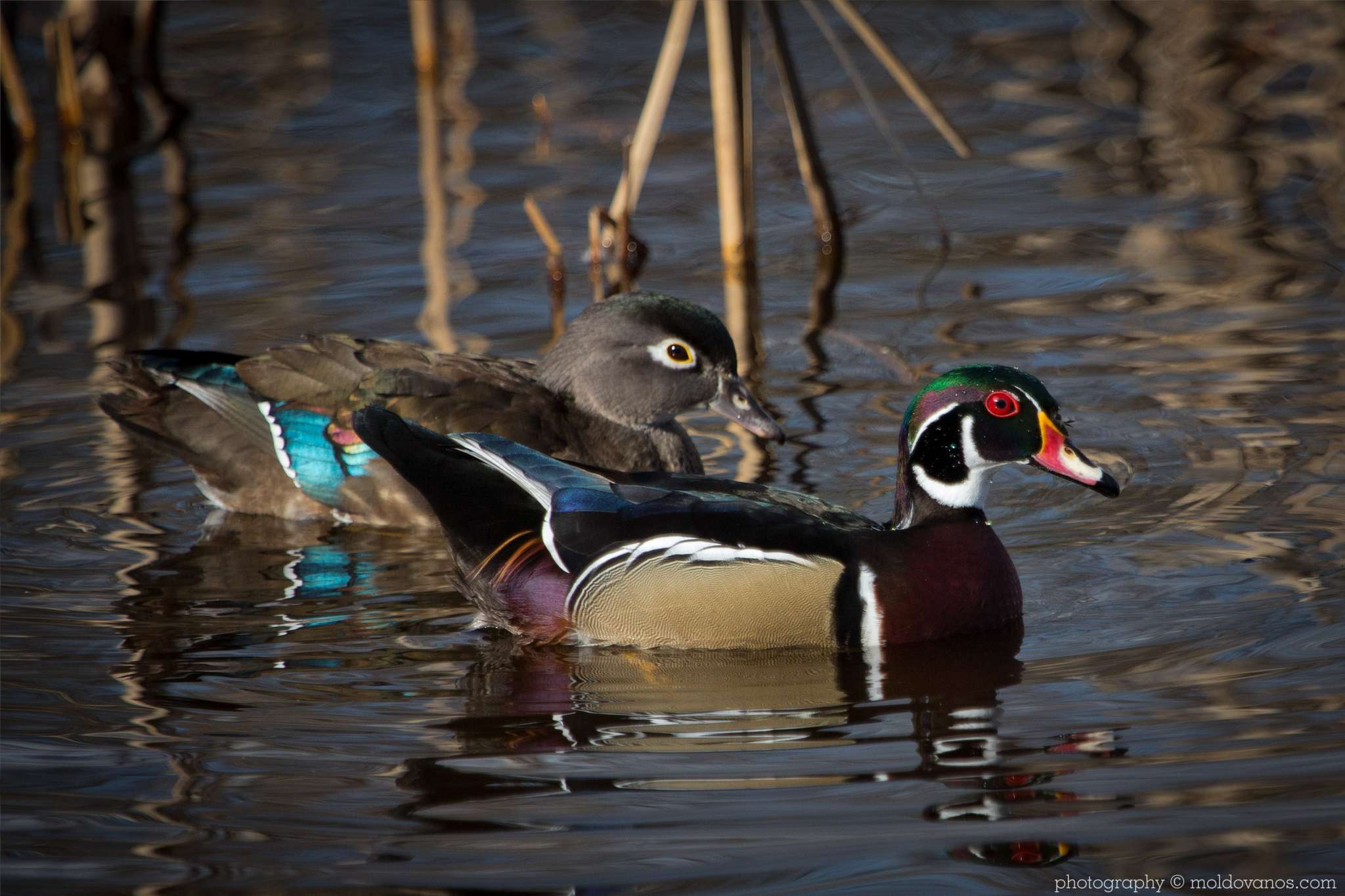 Nature Photography - Photography by Paul Moldovanos © moldovanos.com