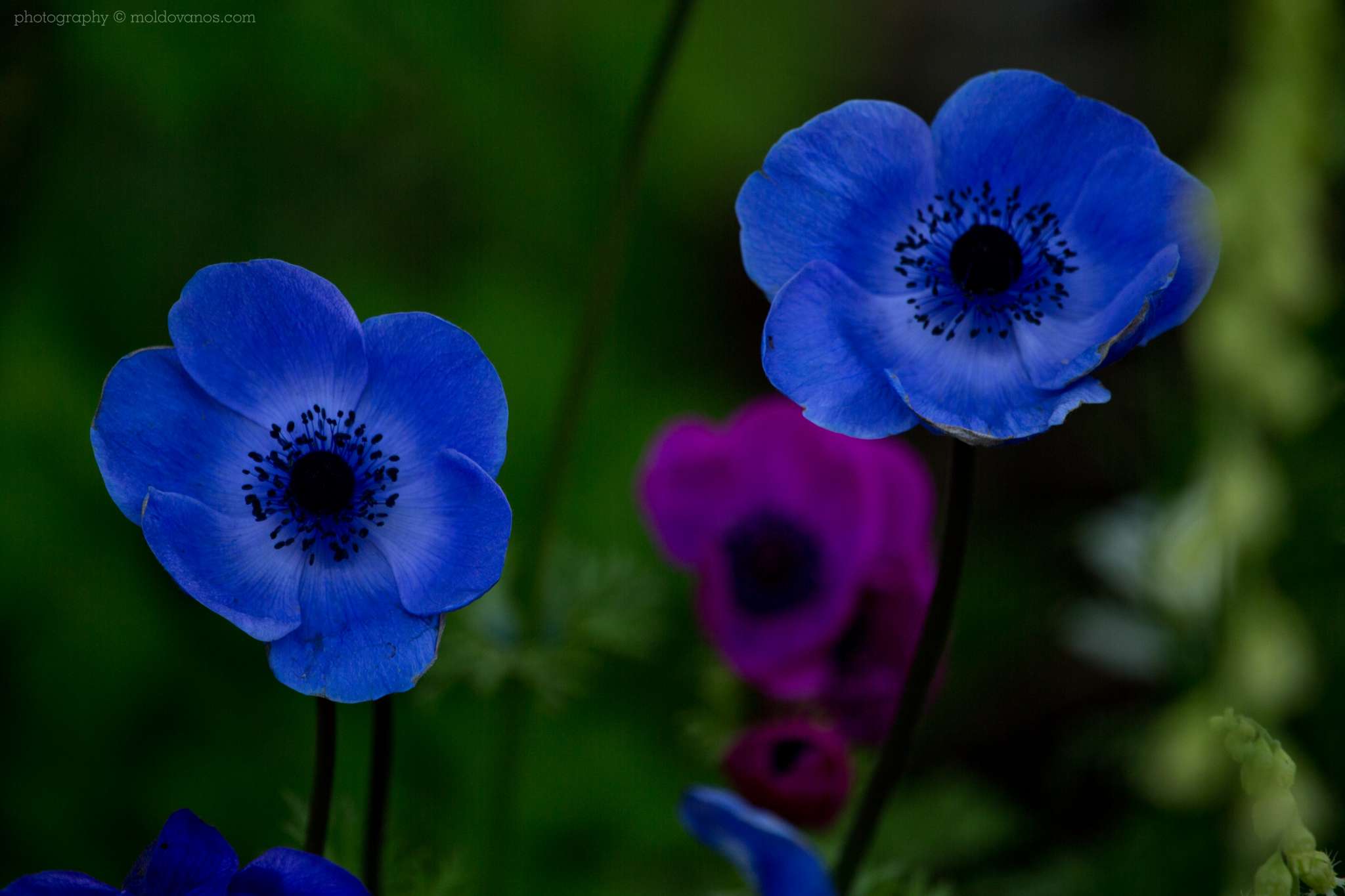 Nature Photography - Photography by Paul Moldovanos © moldovanos.com