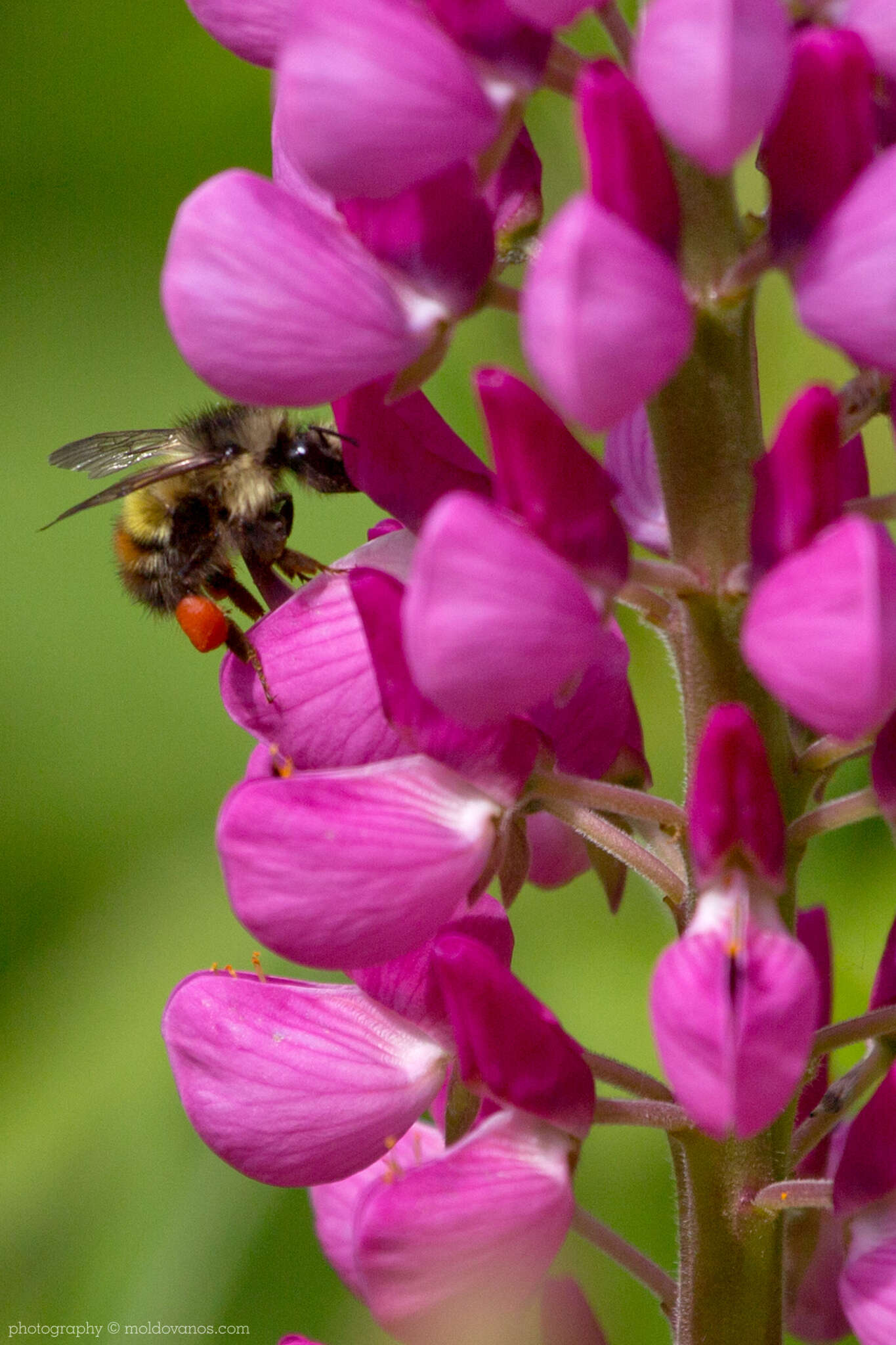 Nature Photography - Photography by Paul Moldovanos © moldovanos.com