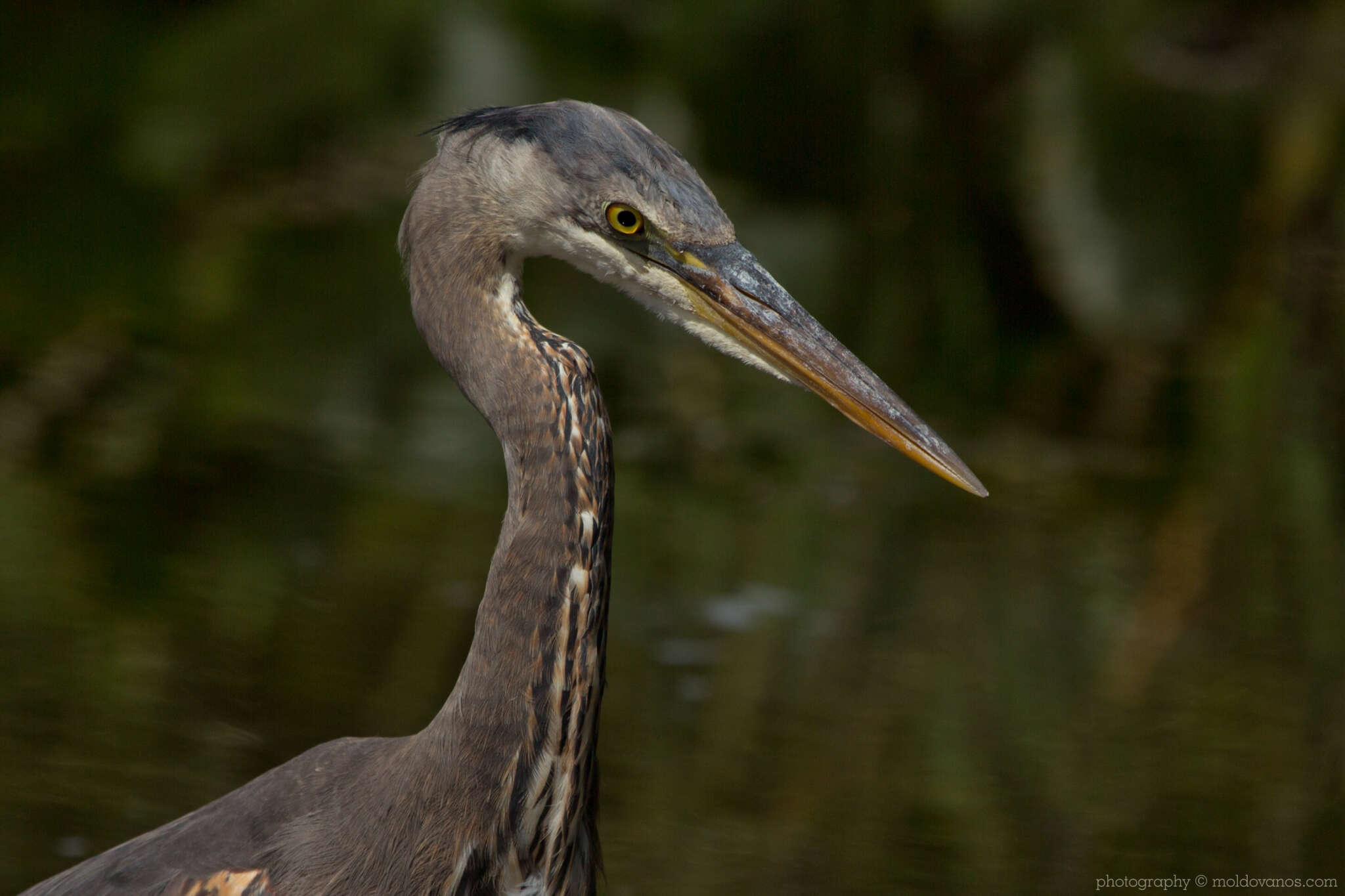 Nature Photography - Photography by Paul Moldovanos © moldovanos.com