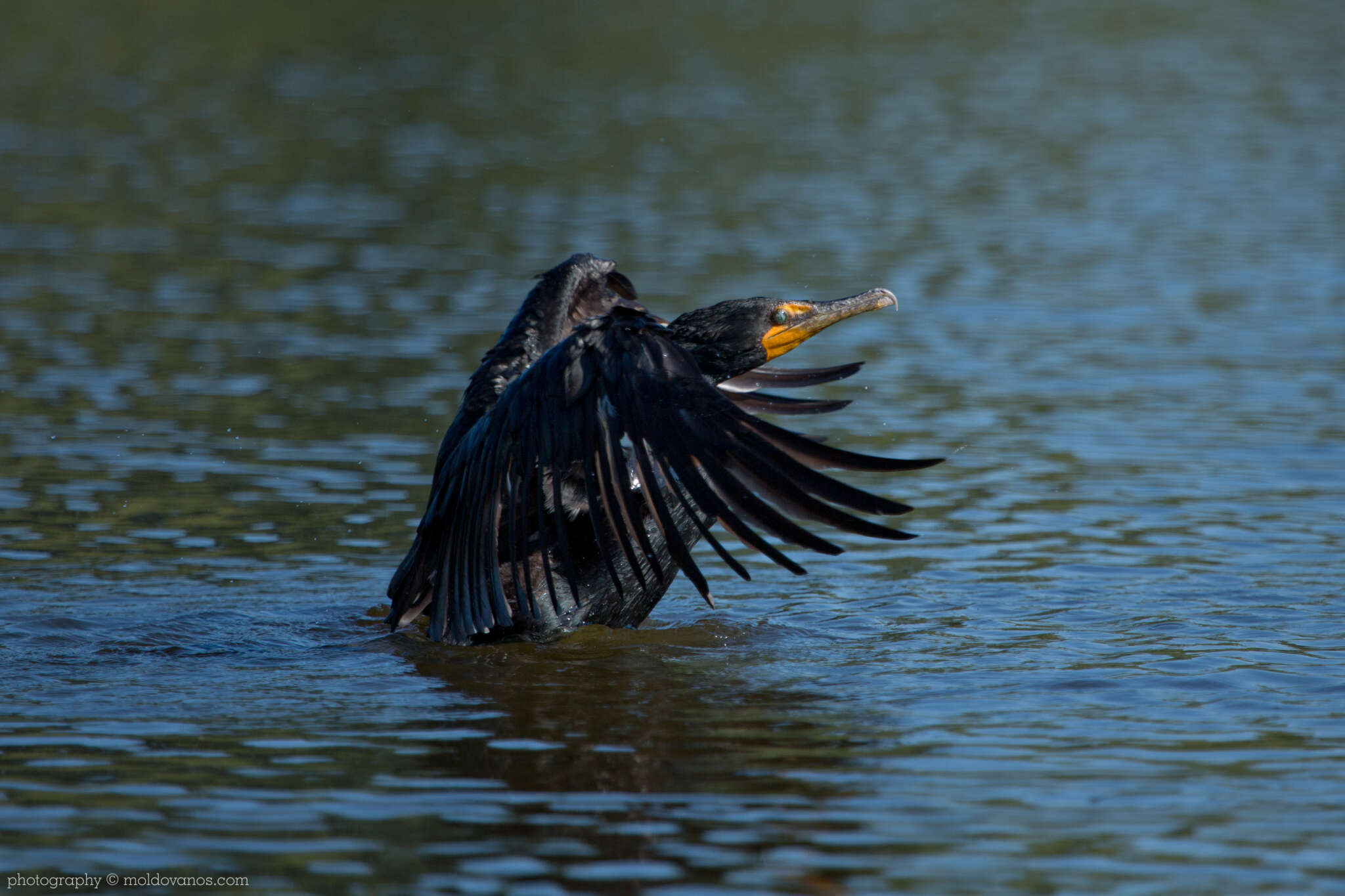 Nature Photography - Photography by Paul Moldovanos © moldovanos.com
