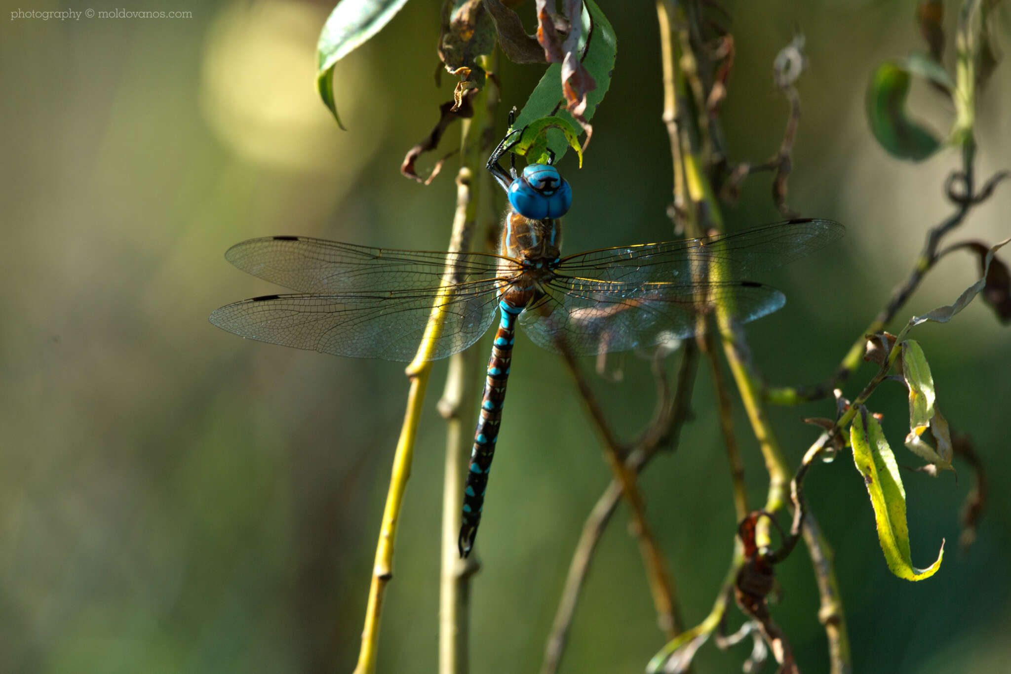 Nature Photography - Photography by Paul Moldovanos © moldovanos.com