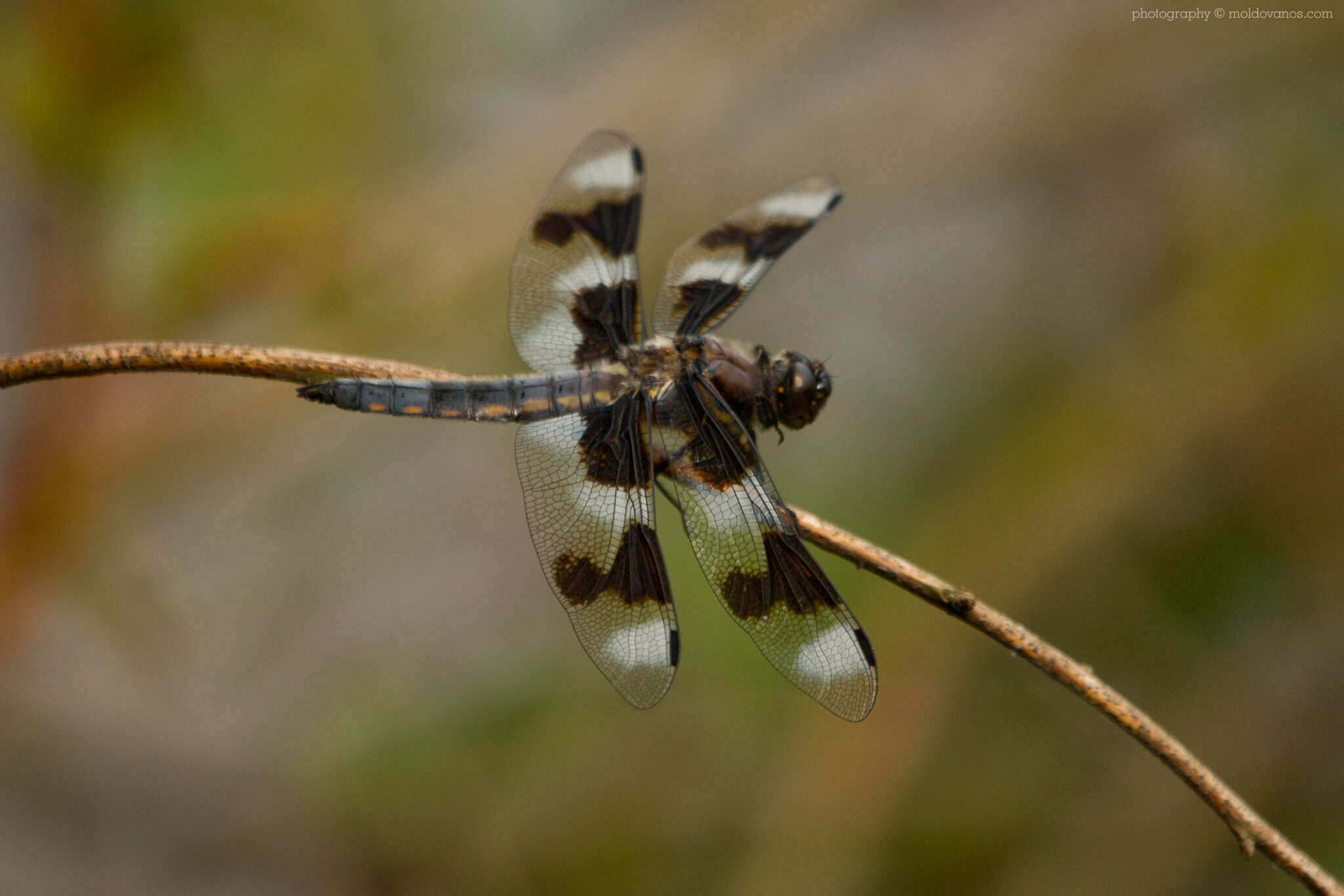 Nature Photography - Photography by Paul Moldovanos © moldovanos.com