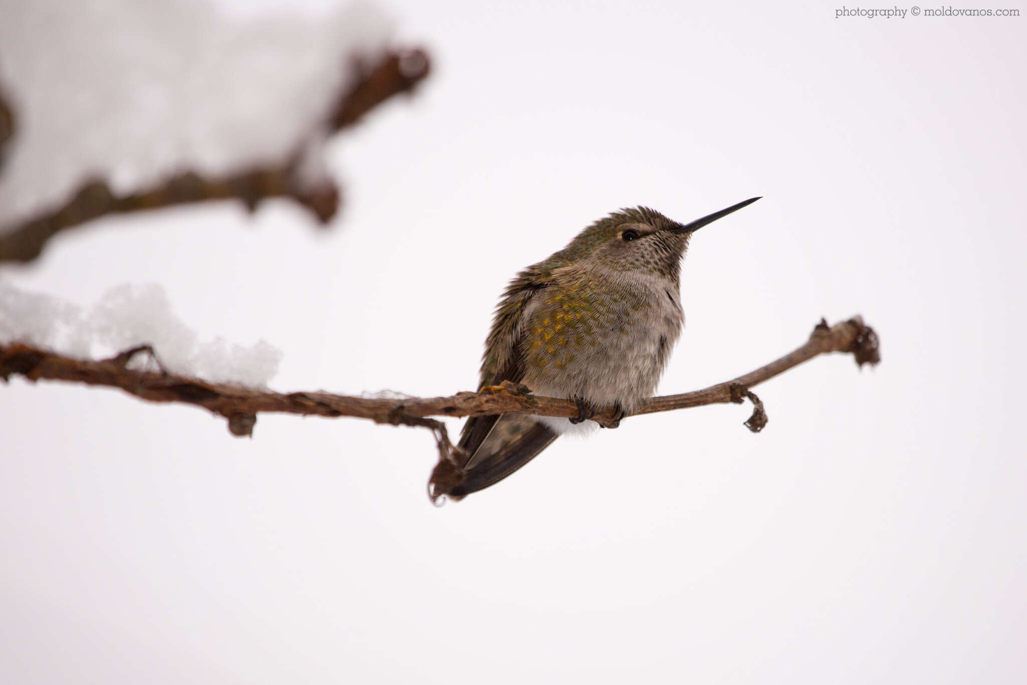 Nature Photography - Photography by Paul Moldovanos © moldovanos.com