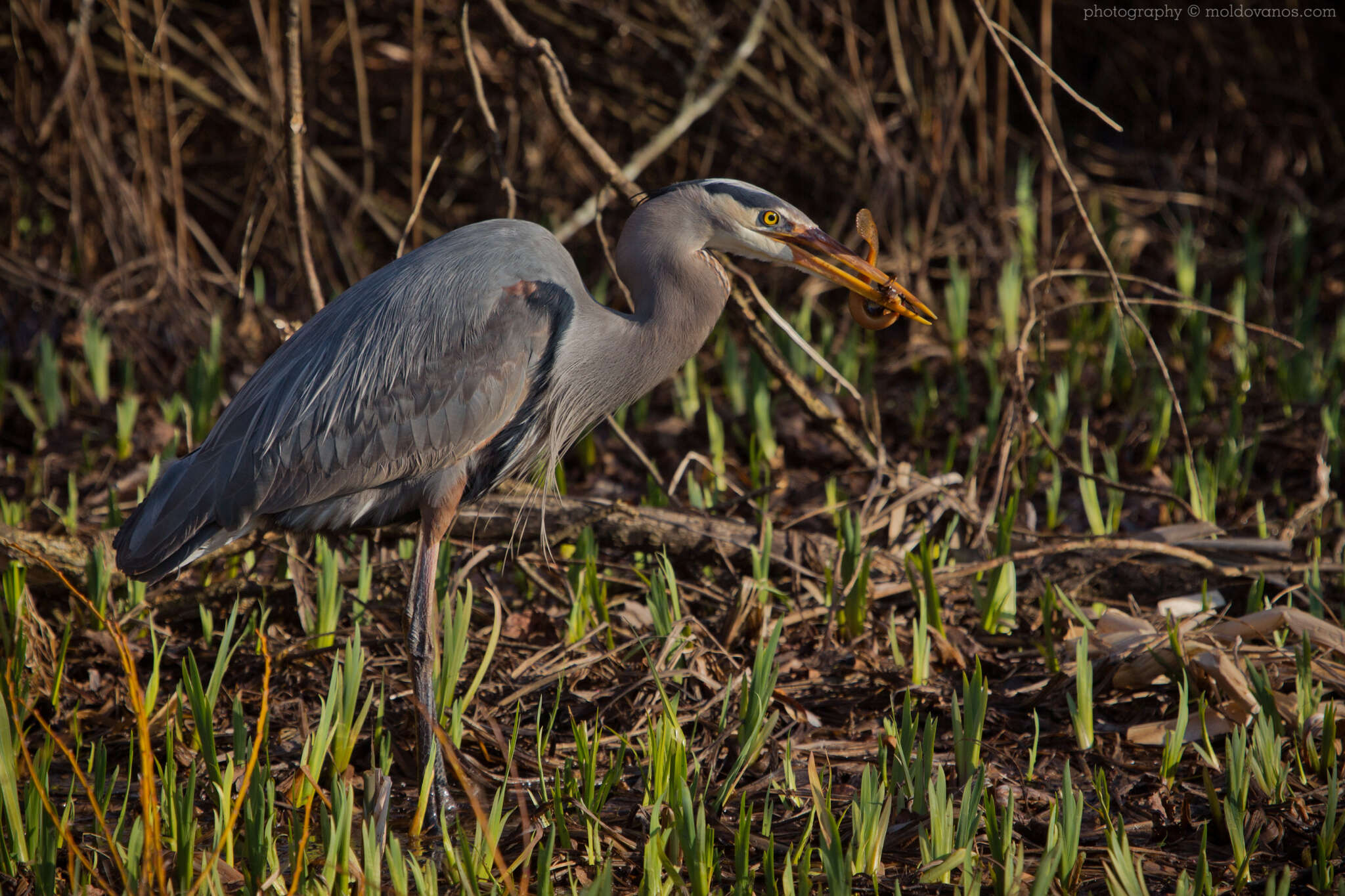 Nature Photography - Photography by Paul Moldovanos © moldovanos.com