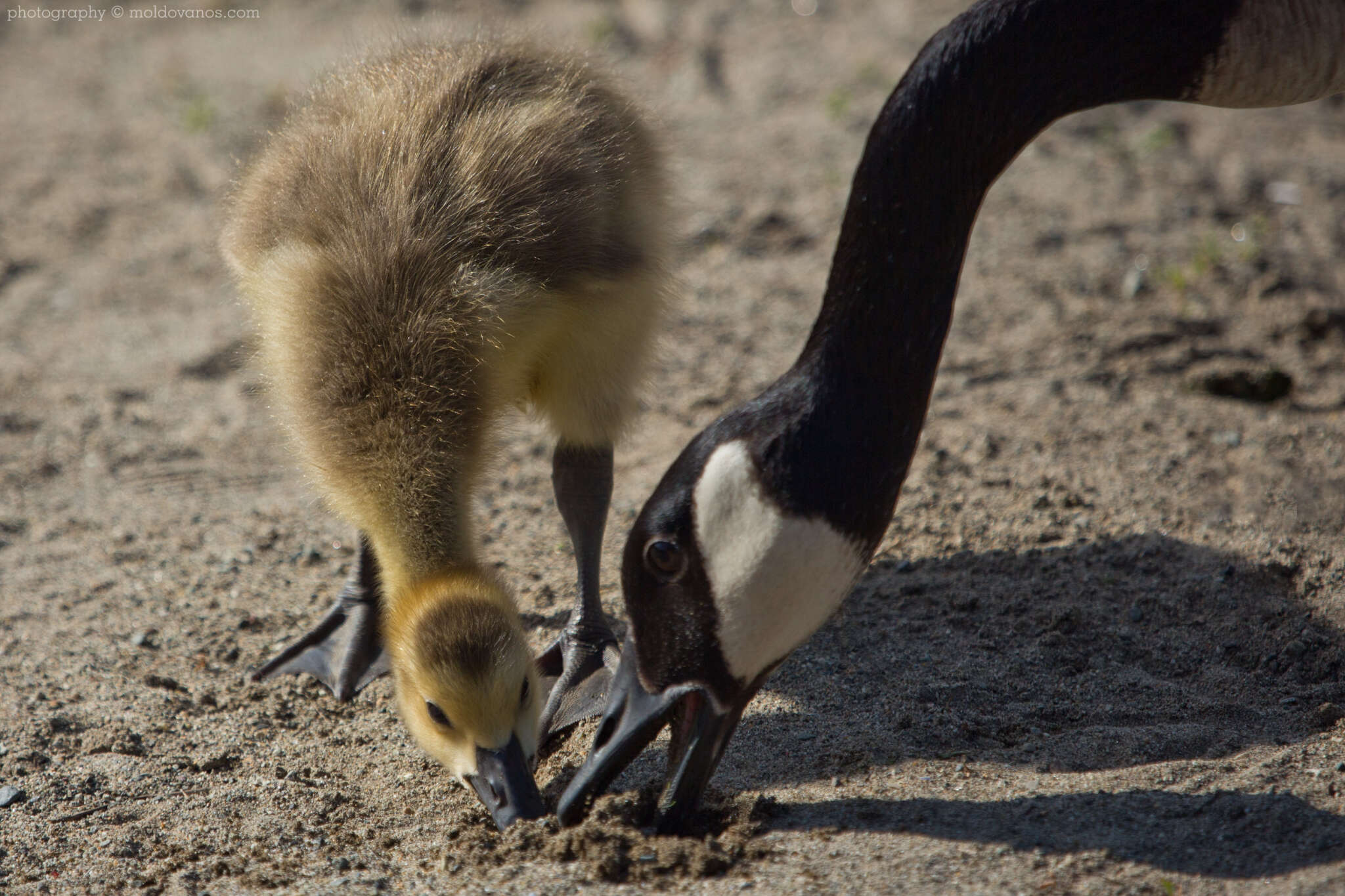 Nature Photography - Photography by Paul Moldovanos © moldovanos.com