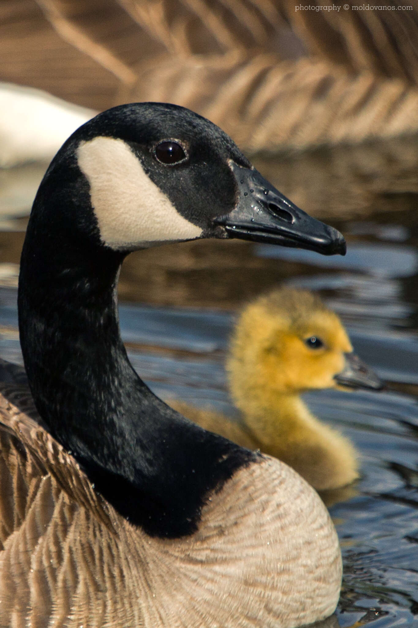 Nature Photography - Photography by Paul Moldovanos © moldovanos.com