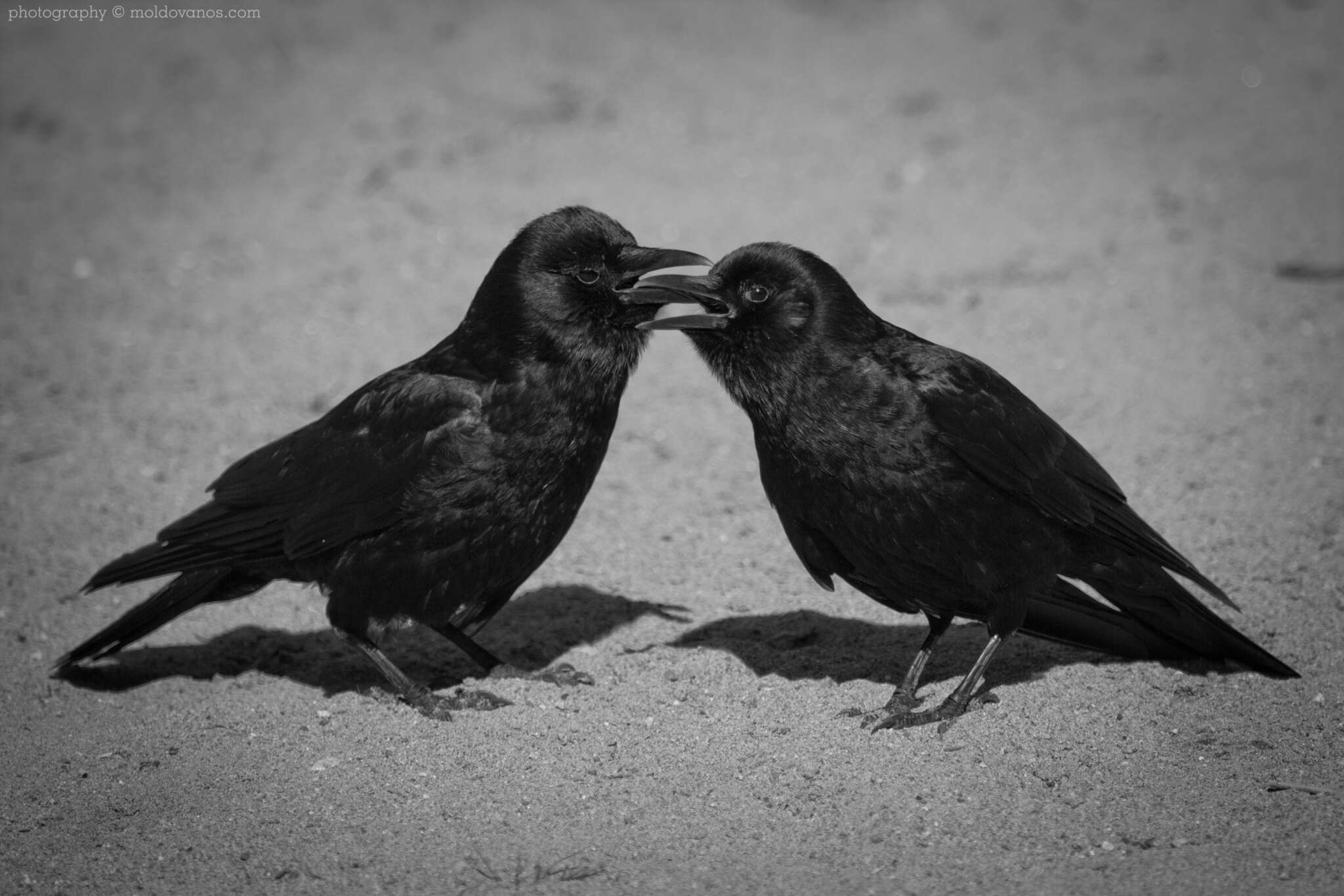 Nature Photography - Photography by Paul Moldovanos © moldovanos.com