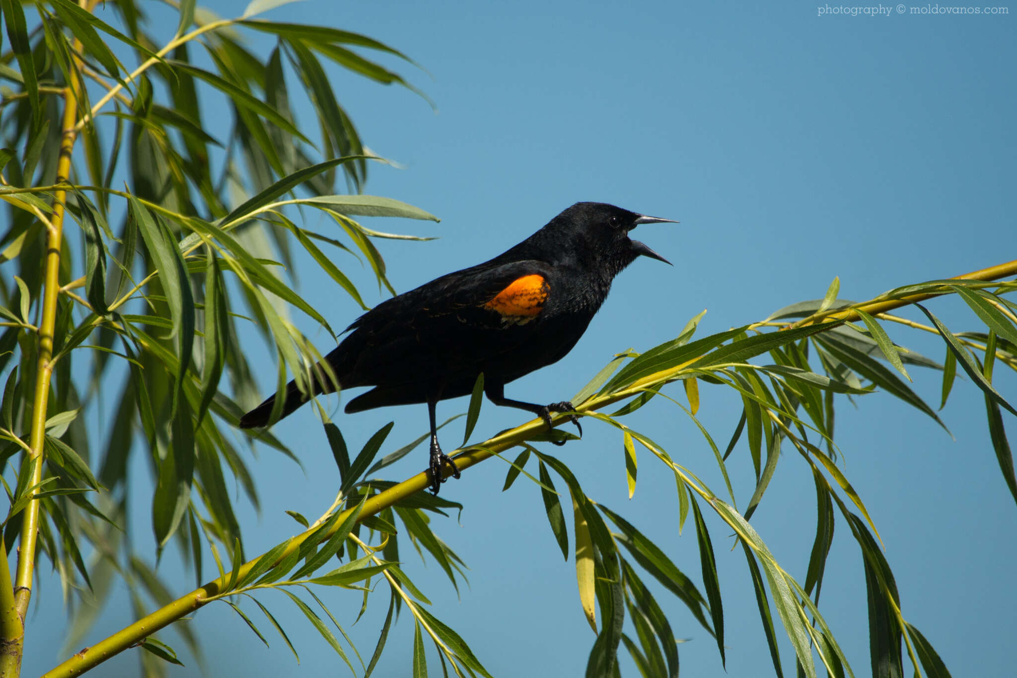 Nature Photography - Photography by Paul Moldovanos © moldovanos.com