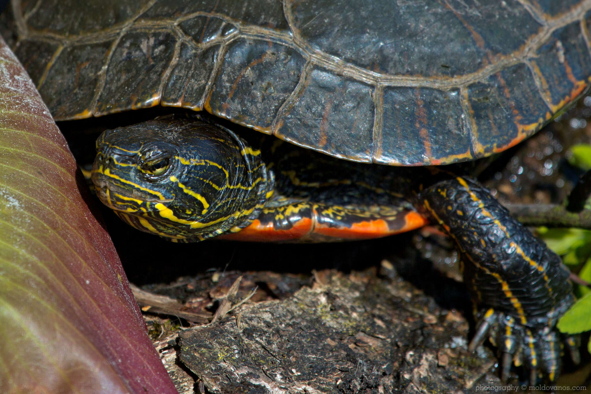 Nature Photography - Photography by Paul Moldovanos © moldovanos.com