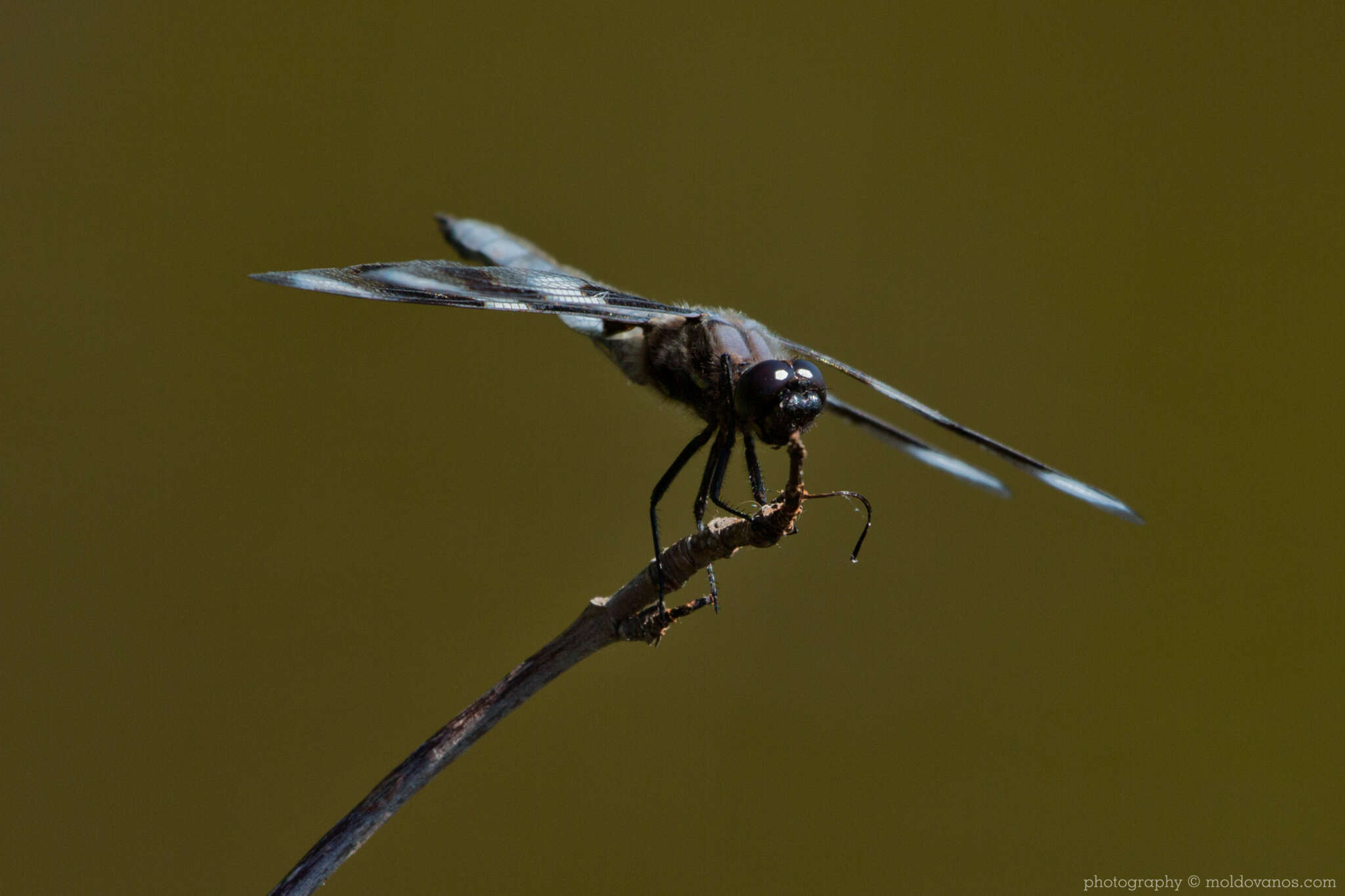 Nature Photography - Photography by Paul Moldovanos © moldovanos.com