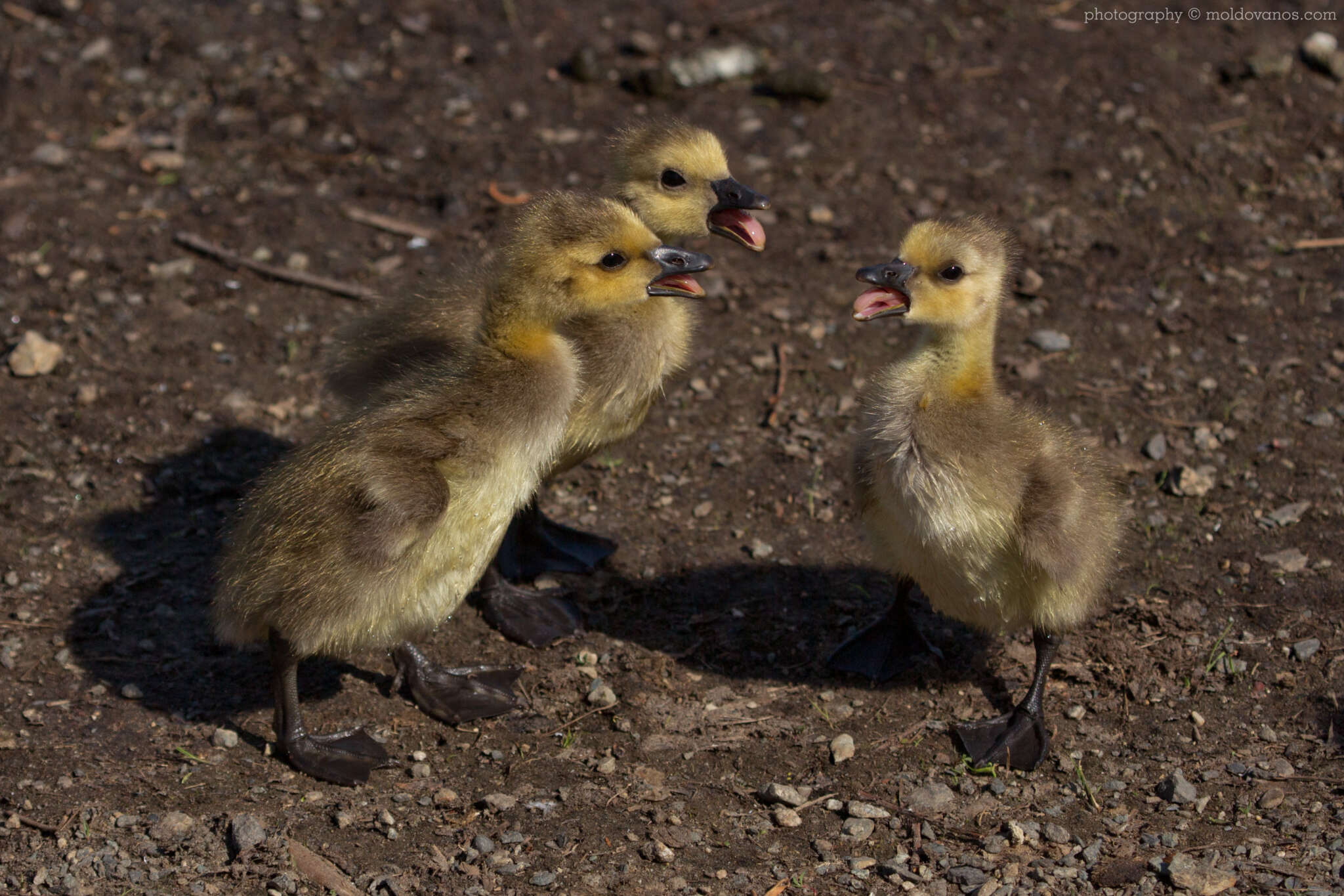 Nature Photography - Photography by Paul Moldovanos © moldovanos.com
