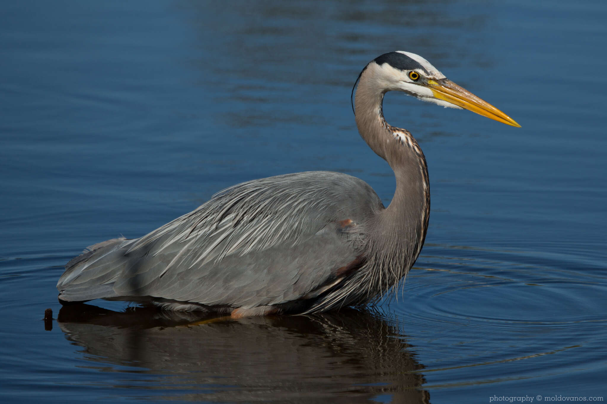 Nature Photography - Photography by Paul Moldovanos © moldovanos.com