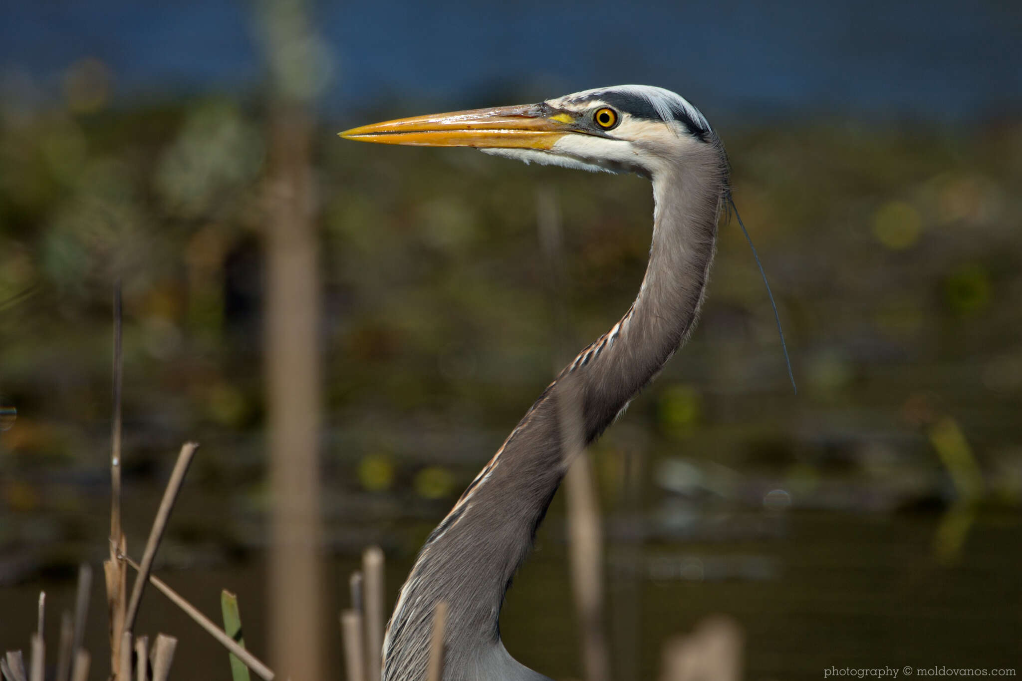 Nature Photography - Photography by Paul Moldovanos © moldovanos.com