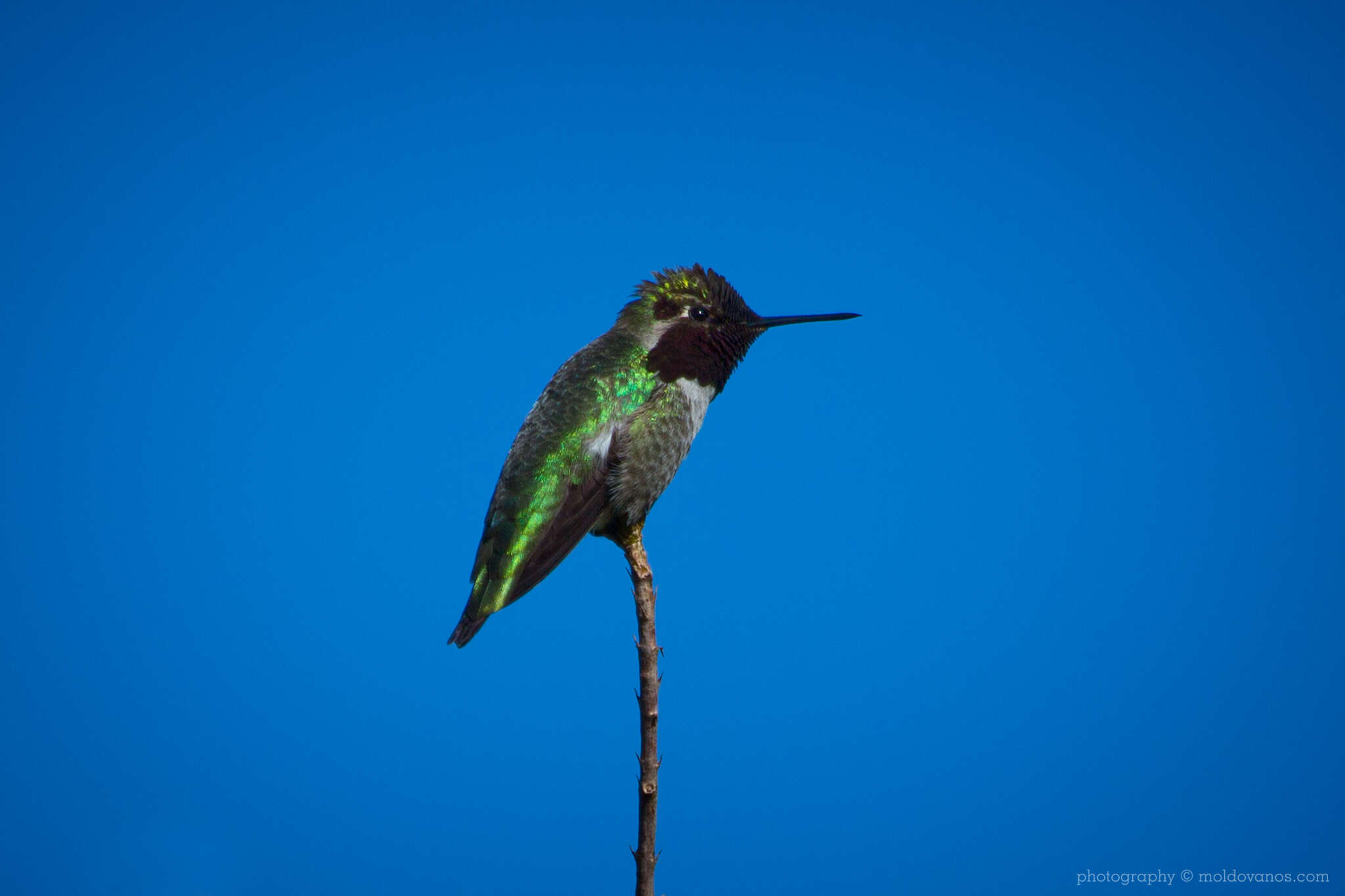 Nature Photography - Photography by Paul Moldovanos © moldovanos.com