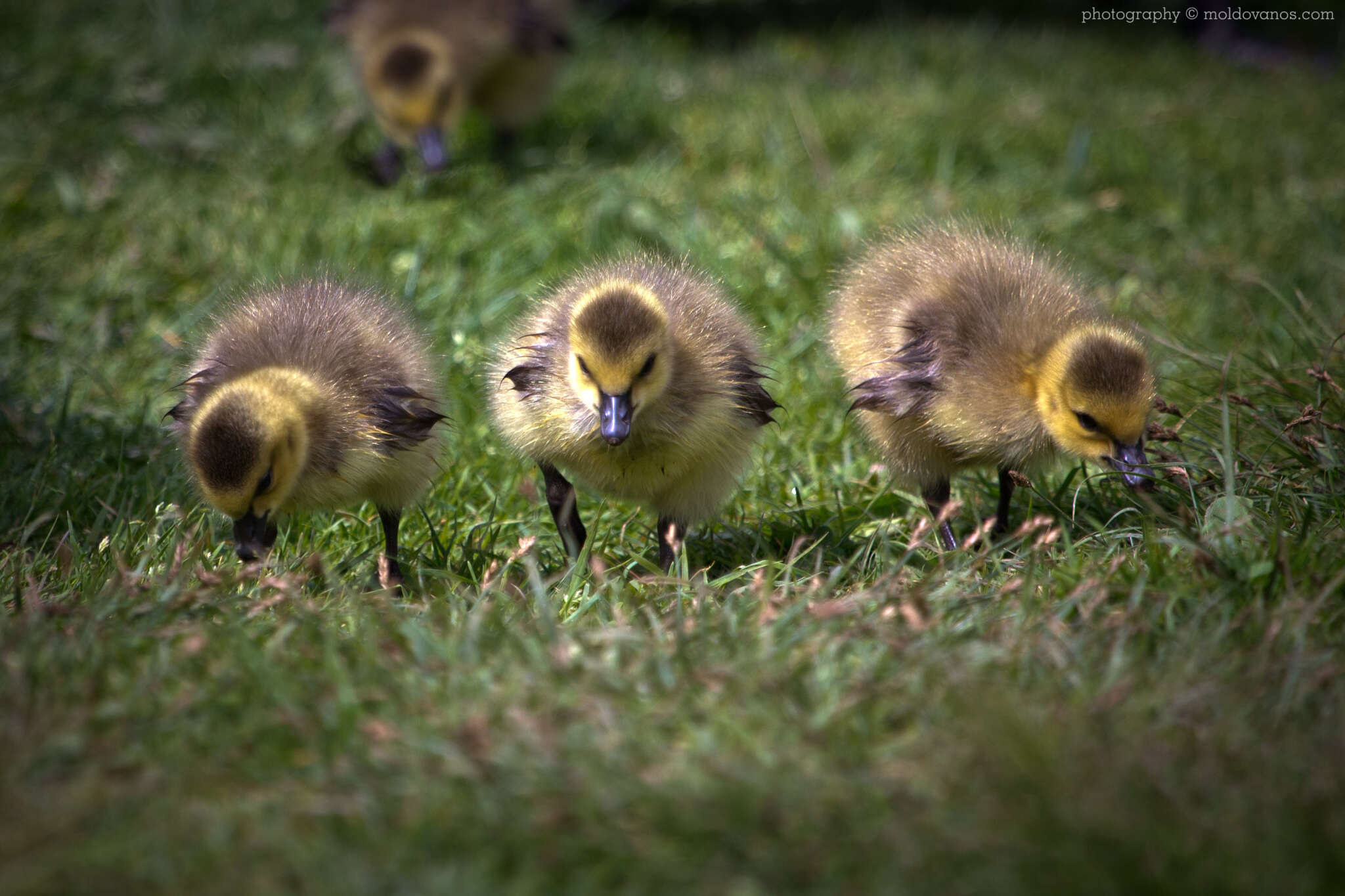 Nature Photography - Photography by Paul Moldovanos © moldovanos.com