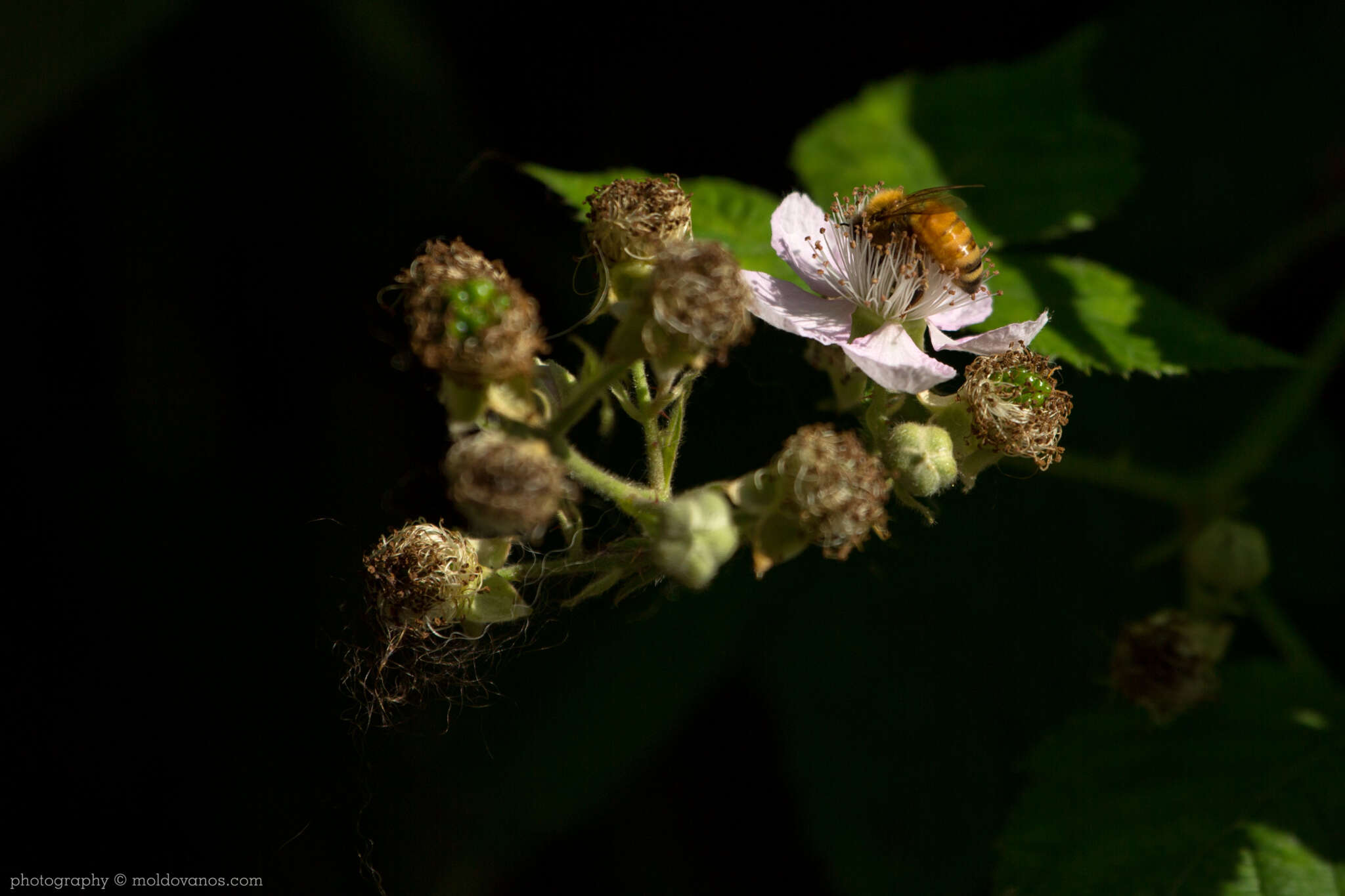 Nature Photography - Photography by Paul Moldovanos © moldovanos.com